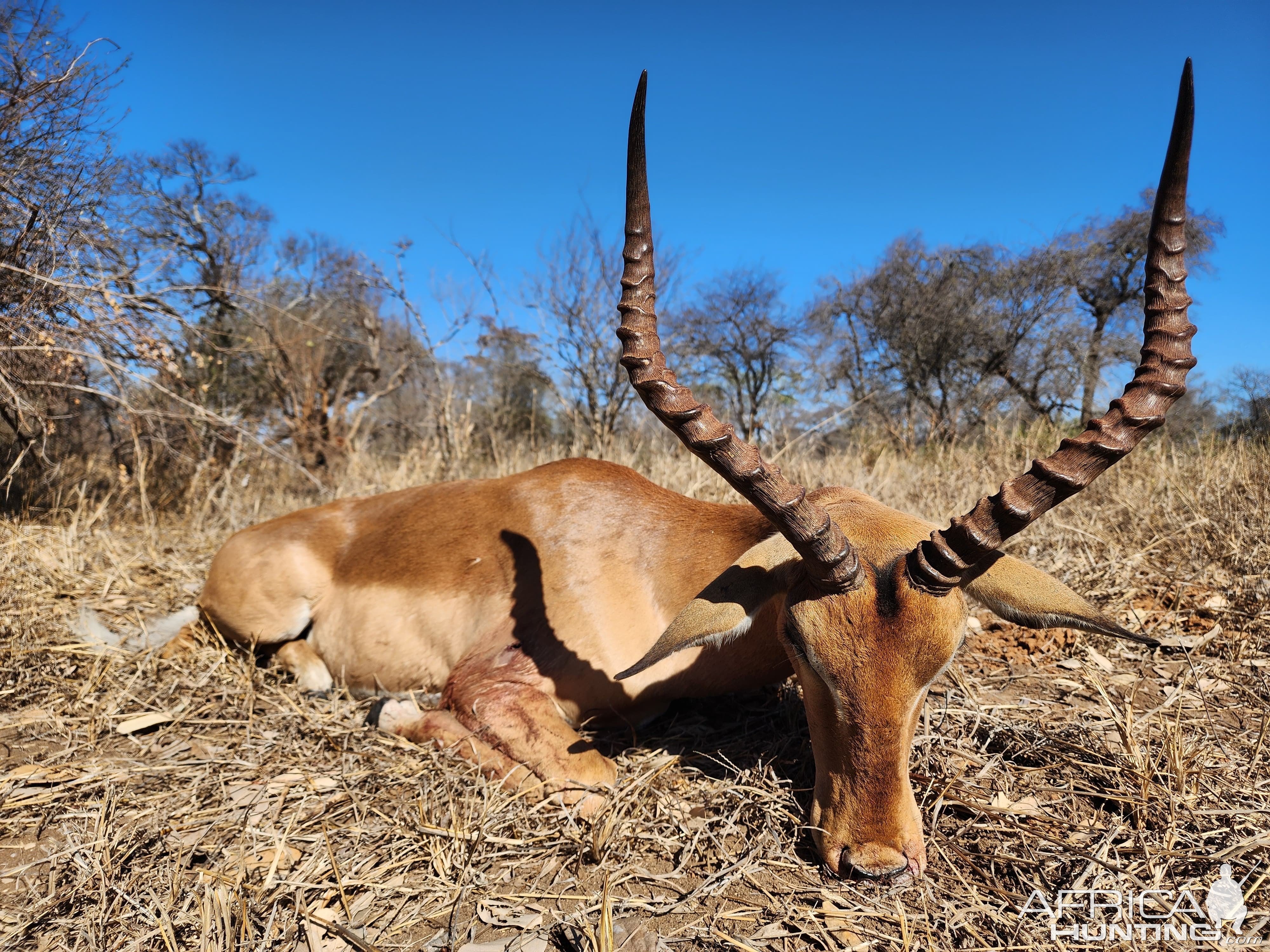 Impala Hunt Mozambique