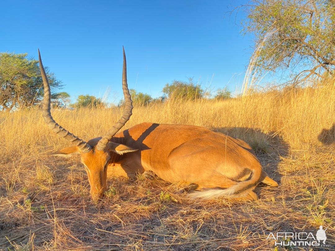 Impala Hunt Namibia