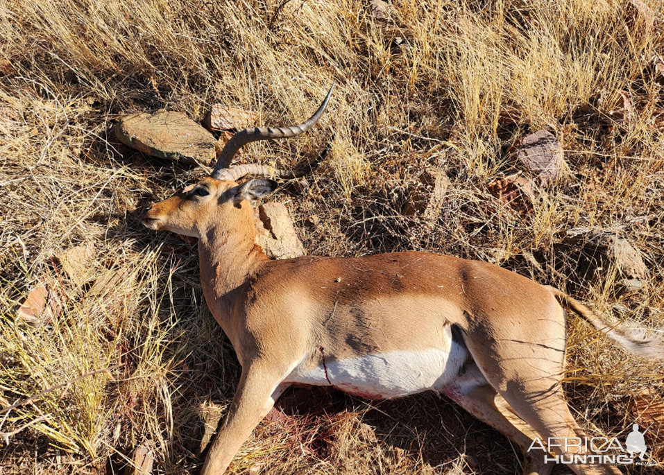 Impala Hunt Namibia