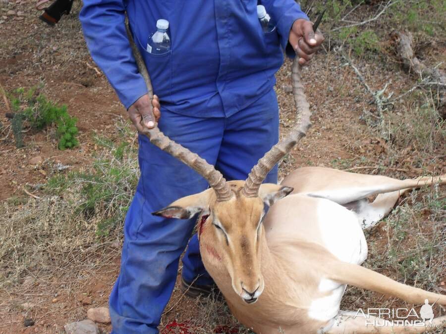 Impala Hunt South Africa