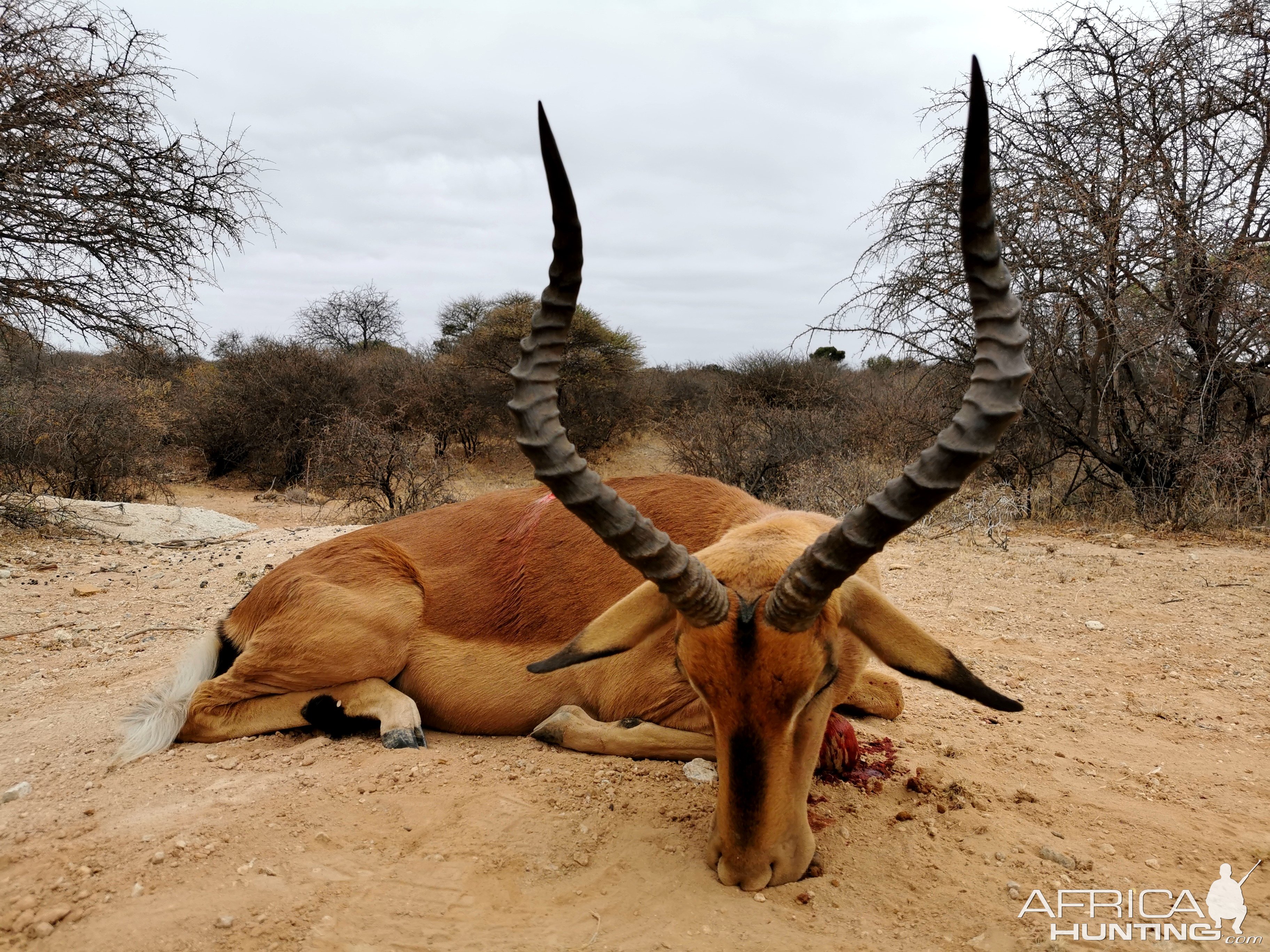 Impala Hunt South Africa