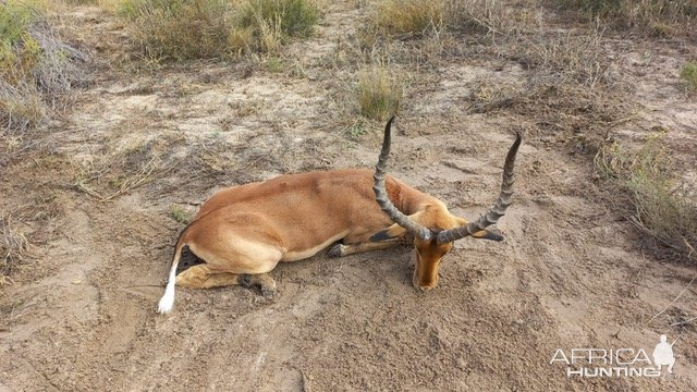 Impala Hunt South Africa