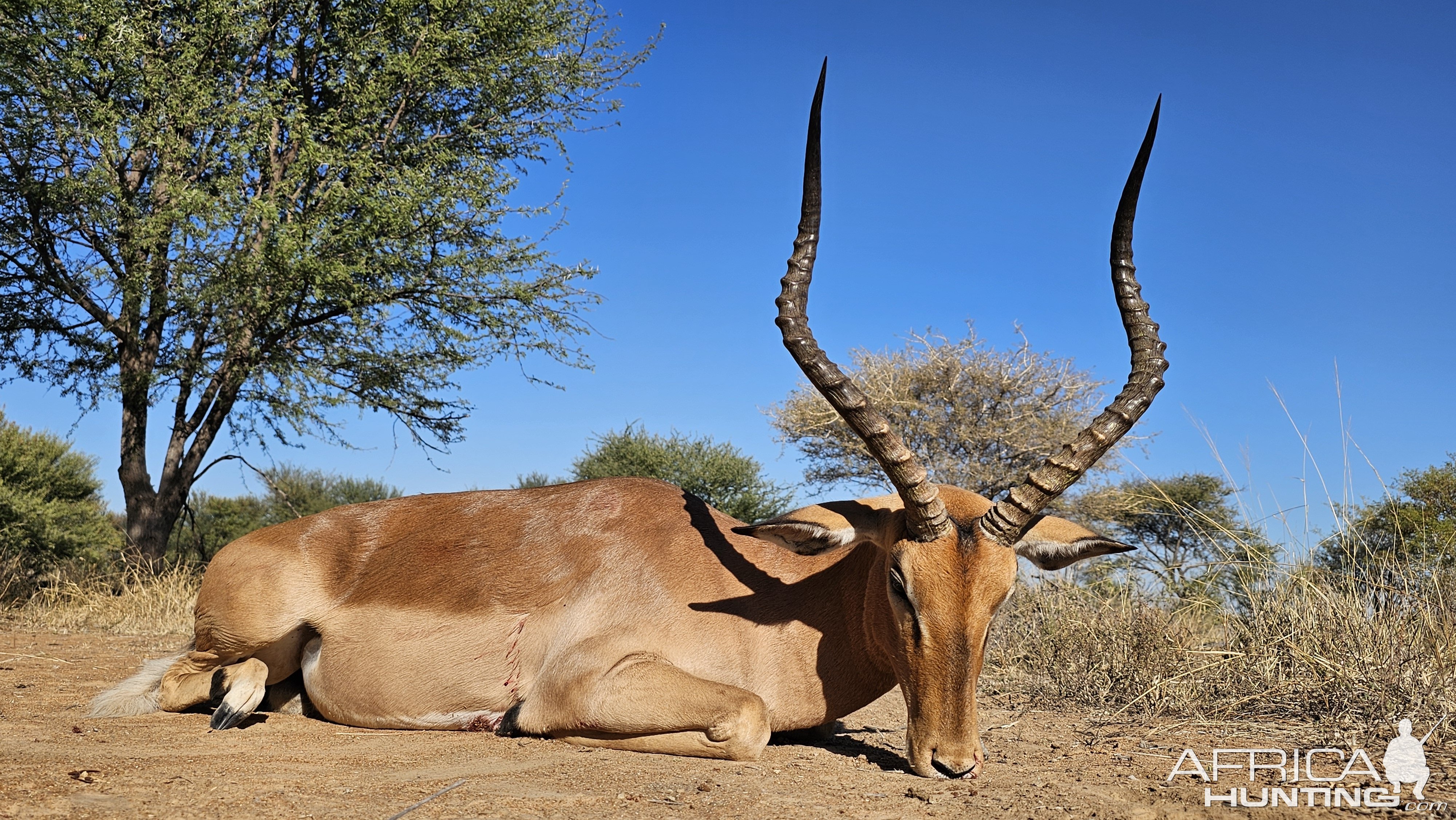 Impala Hunt South Africa