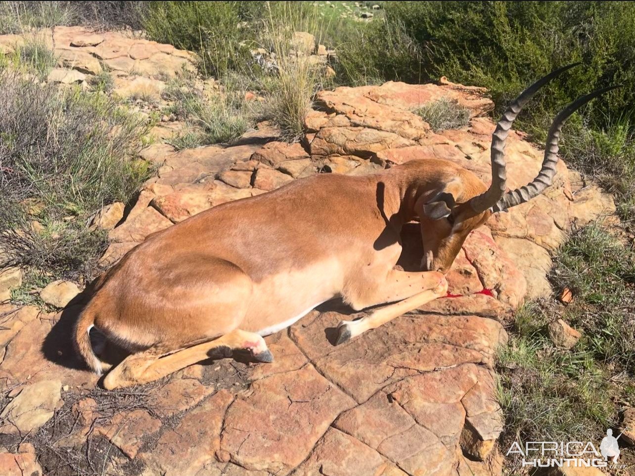 Impala Hunt South Africa