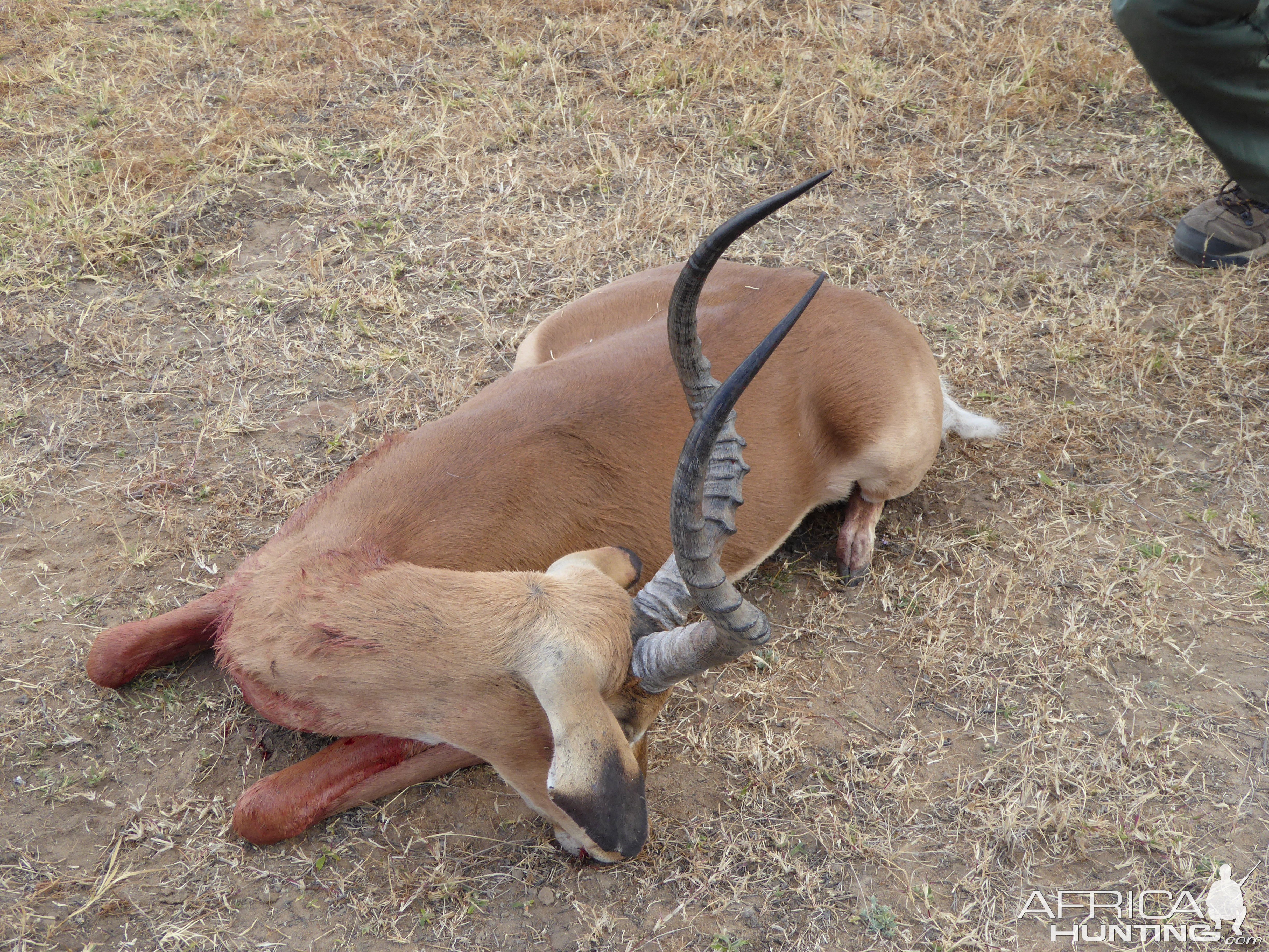 Impala Hunt South Africa