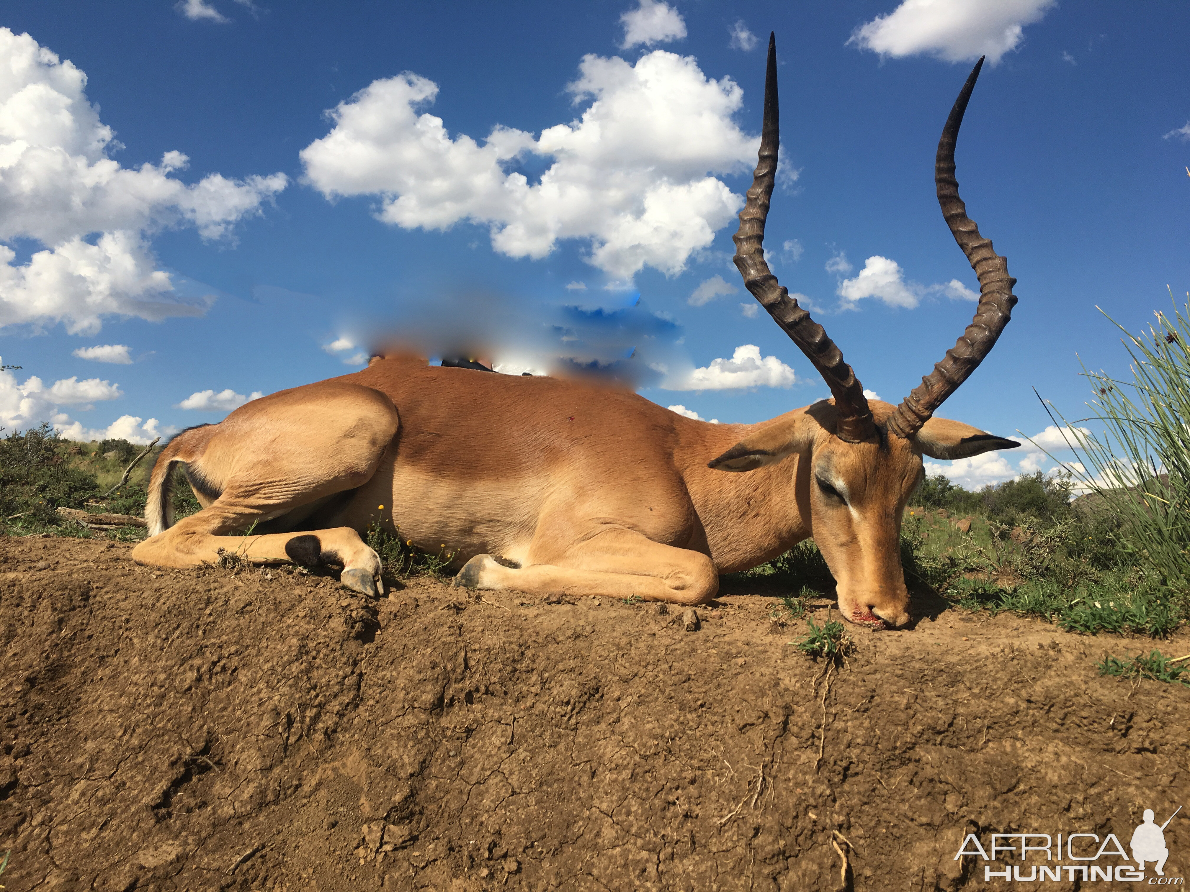 Impala Hunt South Africa