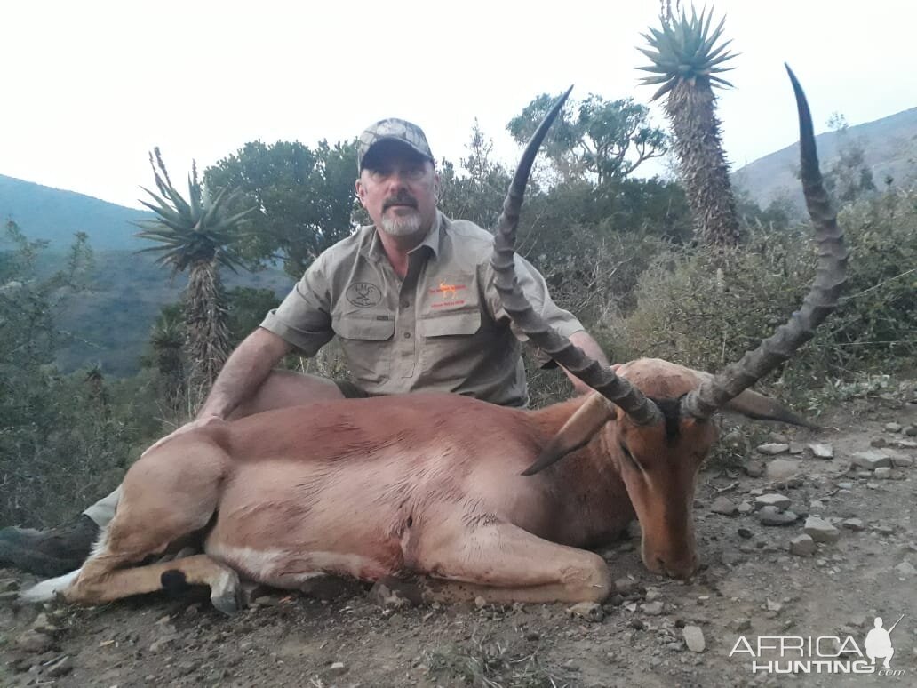 Impala Hunt South Africa