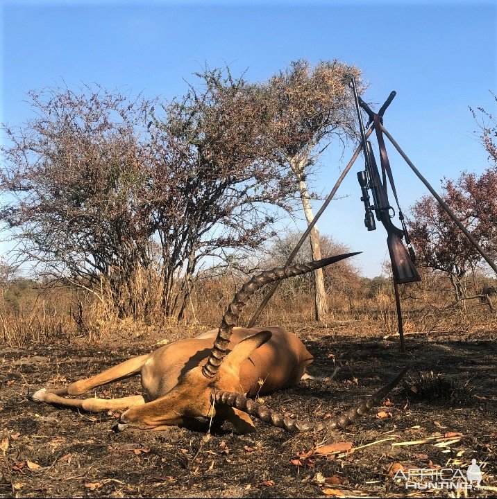 Impala Hunt Tanzania