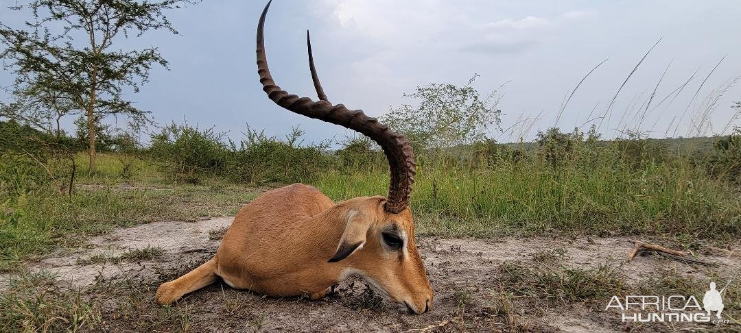 Impala Hunt Uganda