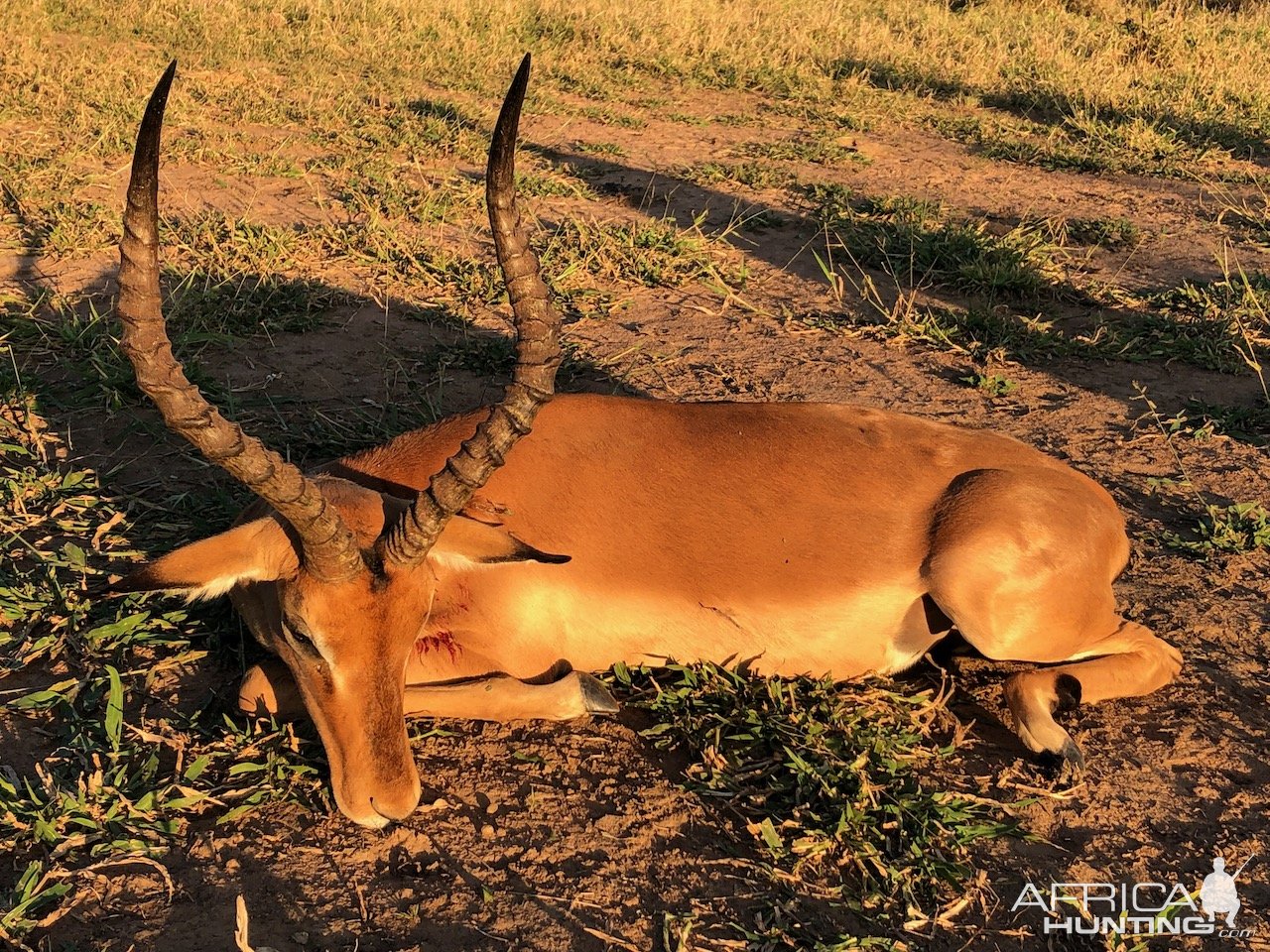 Impala Hunt Zimbabwe