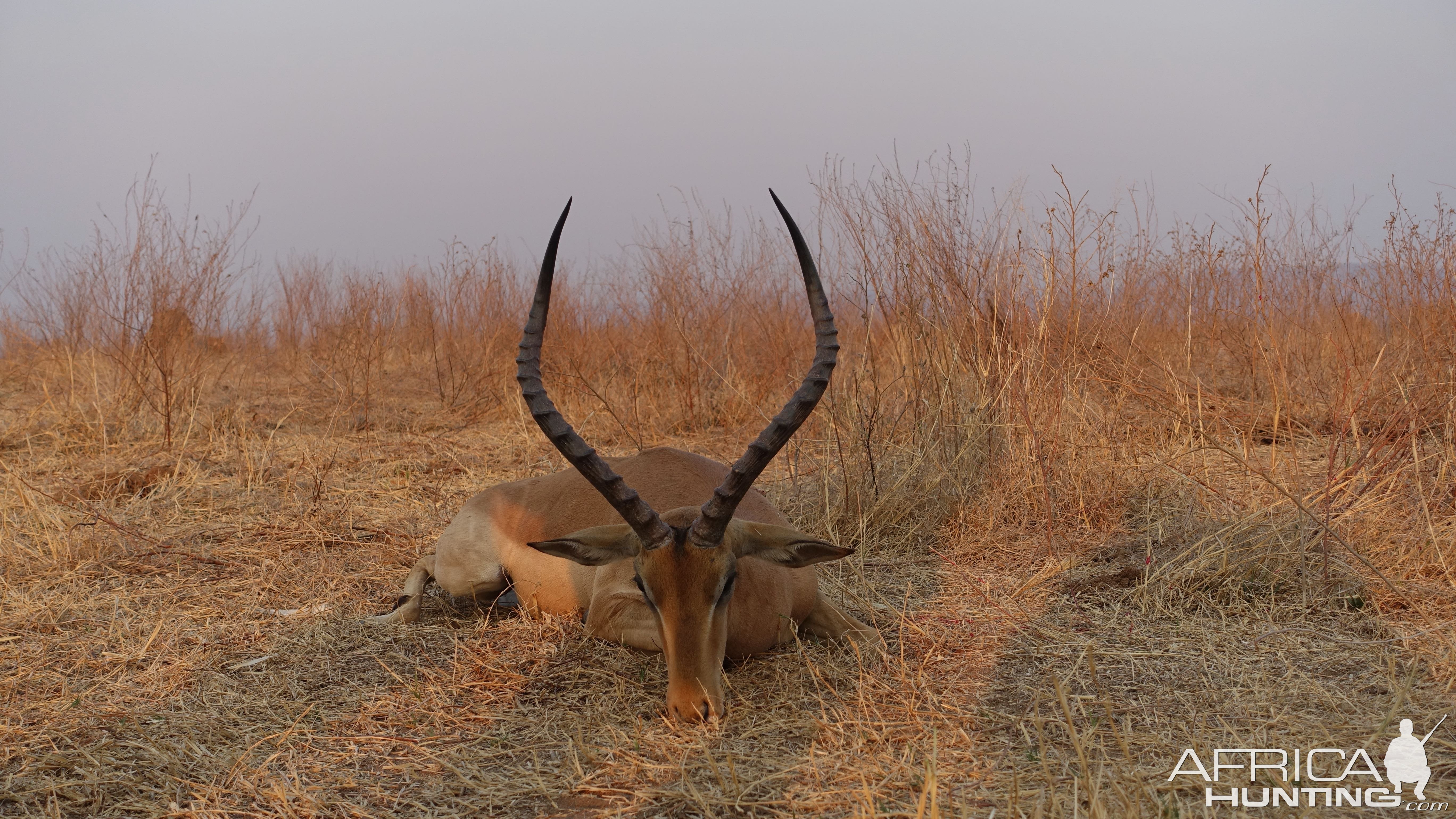 Impala Hunt Zimbabwe