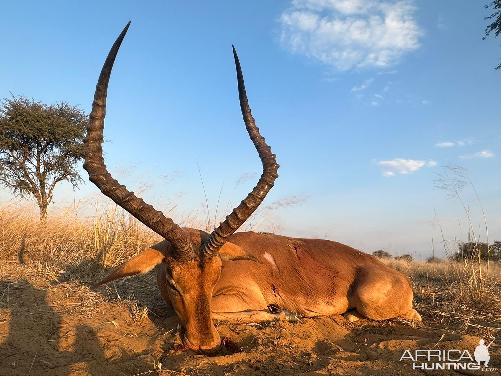 Impala Hunt