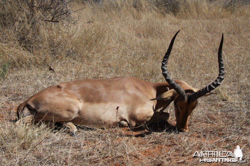 Impala hunted in Namibia