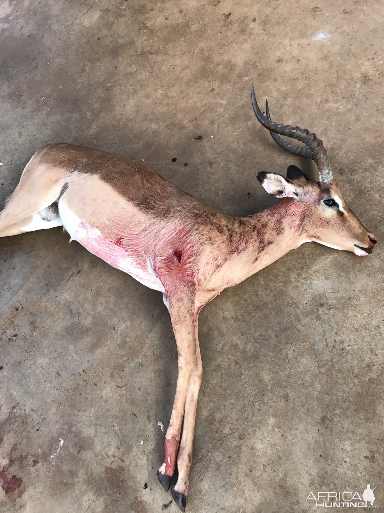 Impala Hunting in South Africa