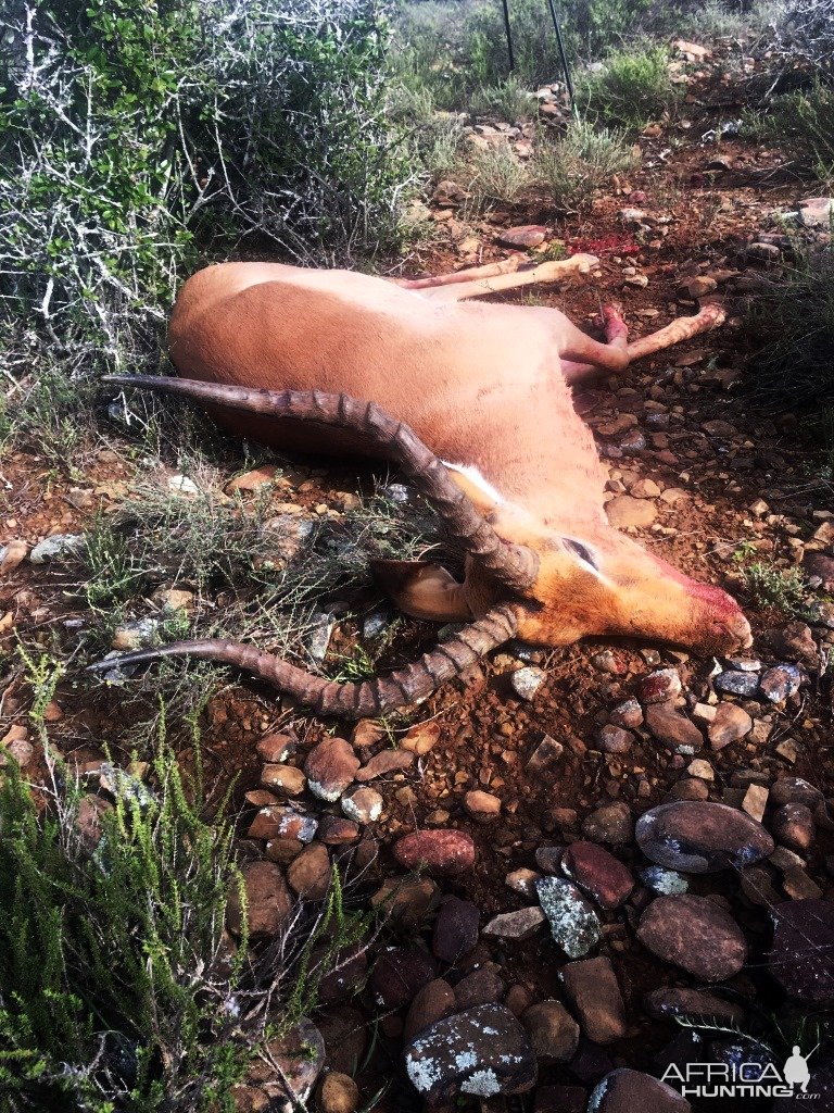 Impala Hunting Karoo South Africa