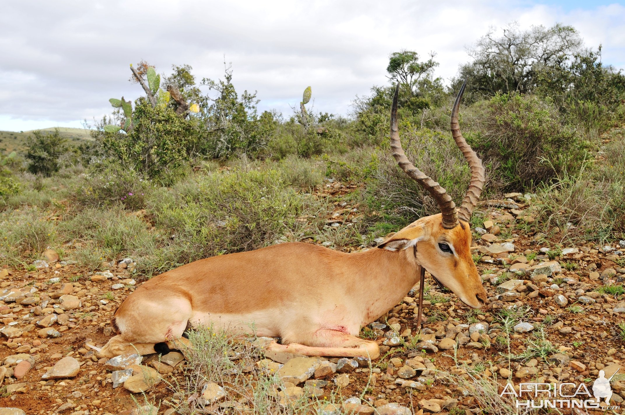 Impala Hunting Karoo South Africa