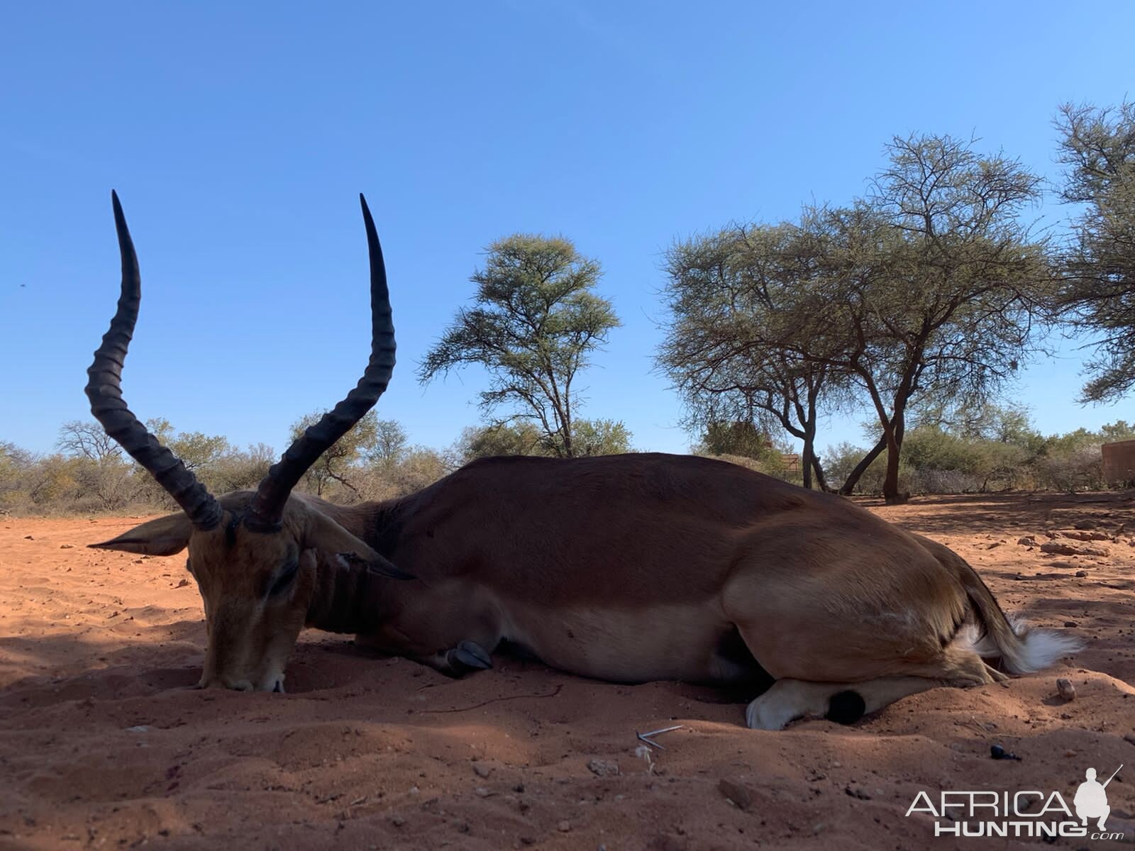 Impala Hunting Limpopo Povince South Africa