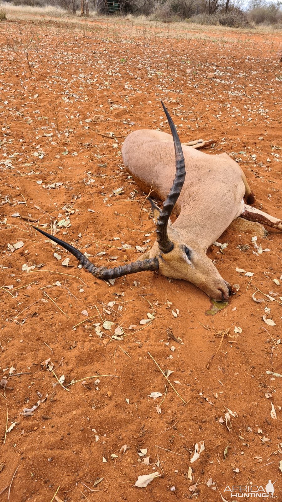 Impala Hunting Limpopo South Africa