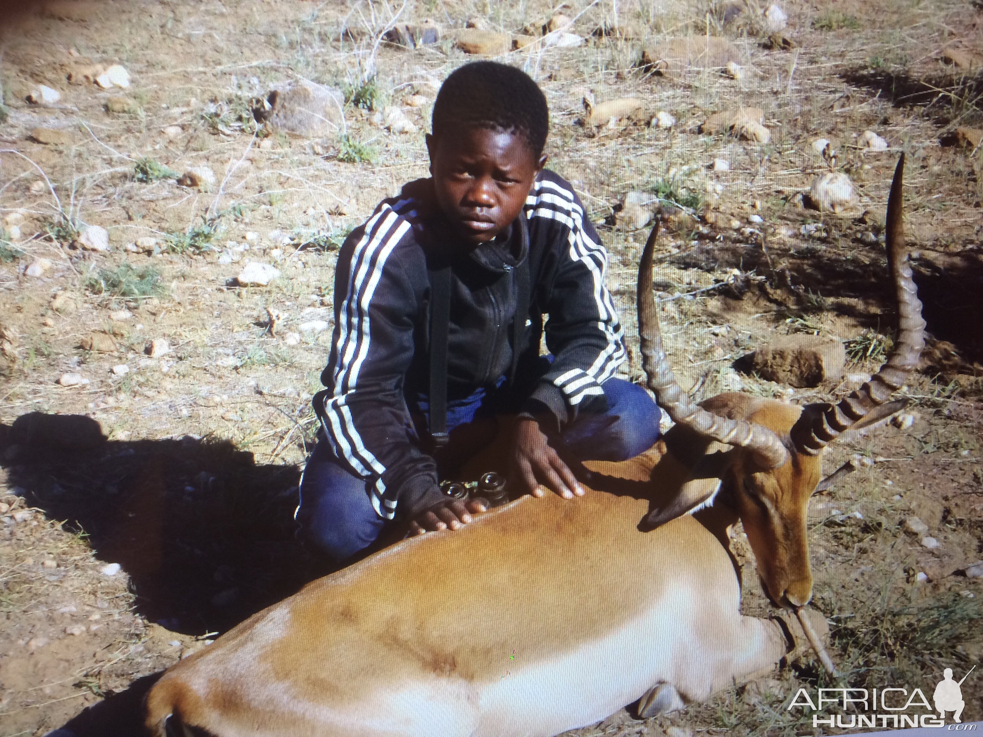 Impala Hunting Namibia