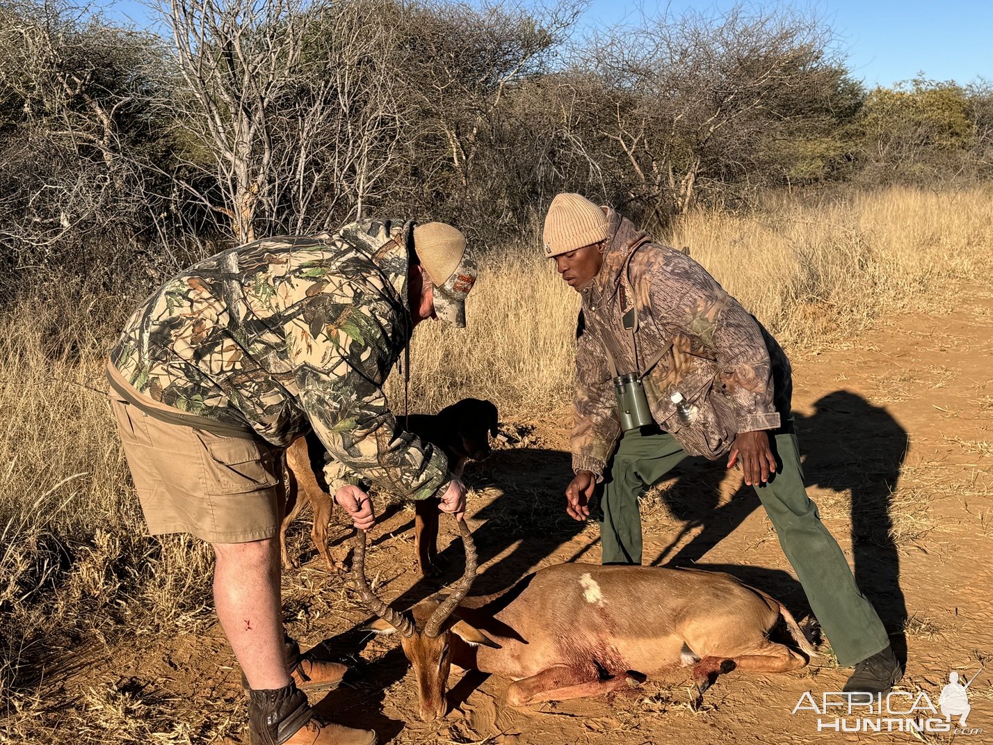 Impala Hunting Namibia