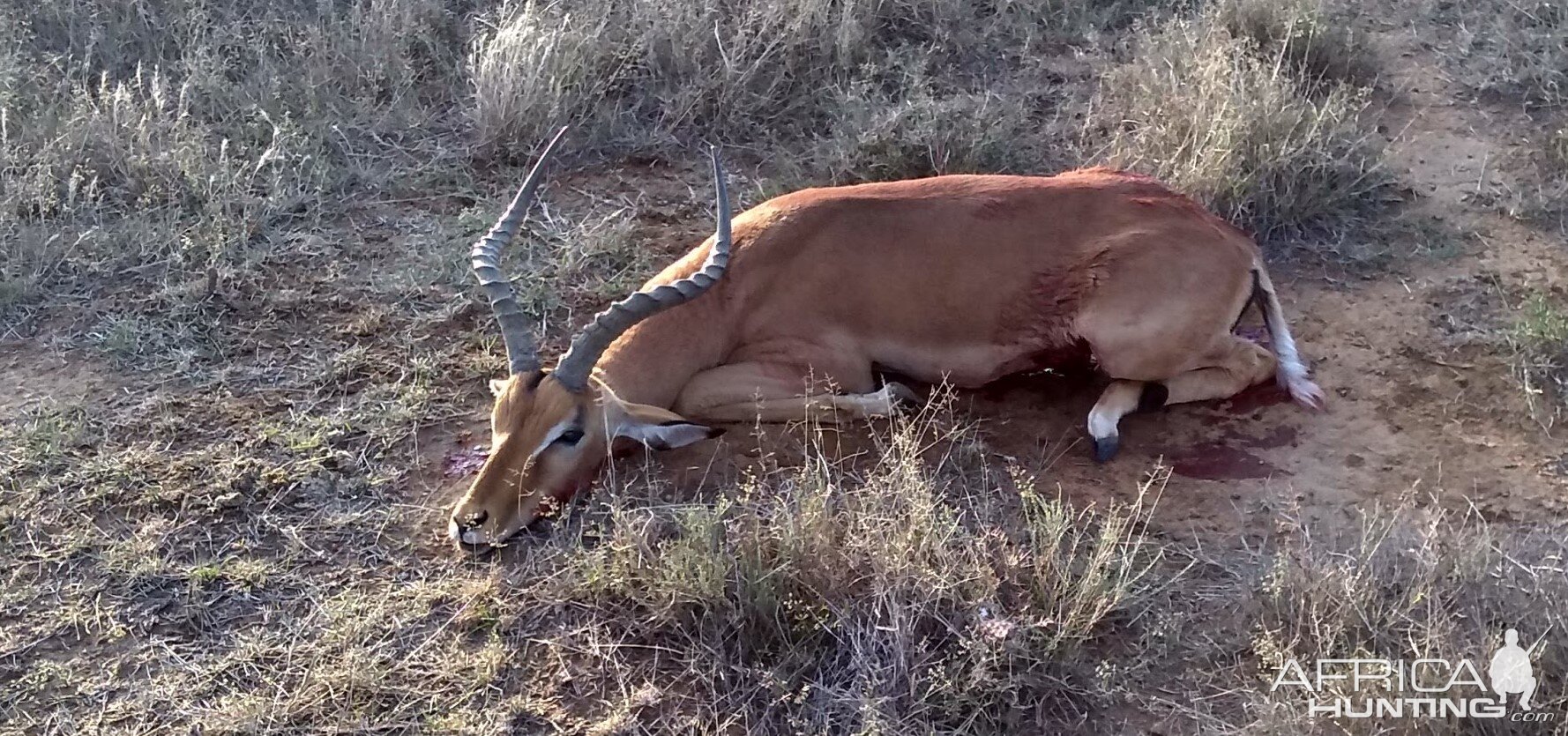 Impala Hunting South Africa