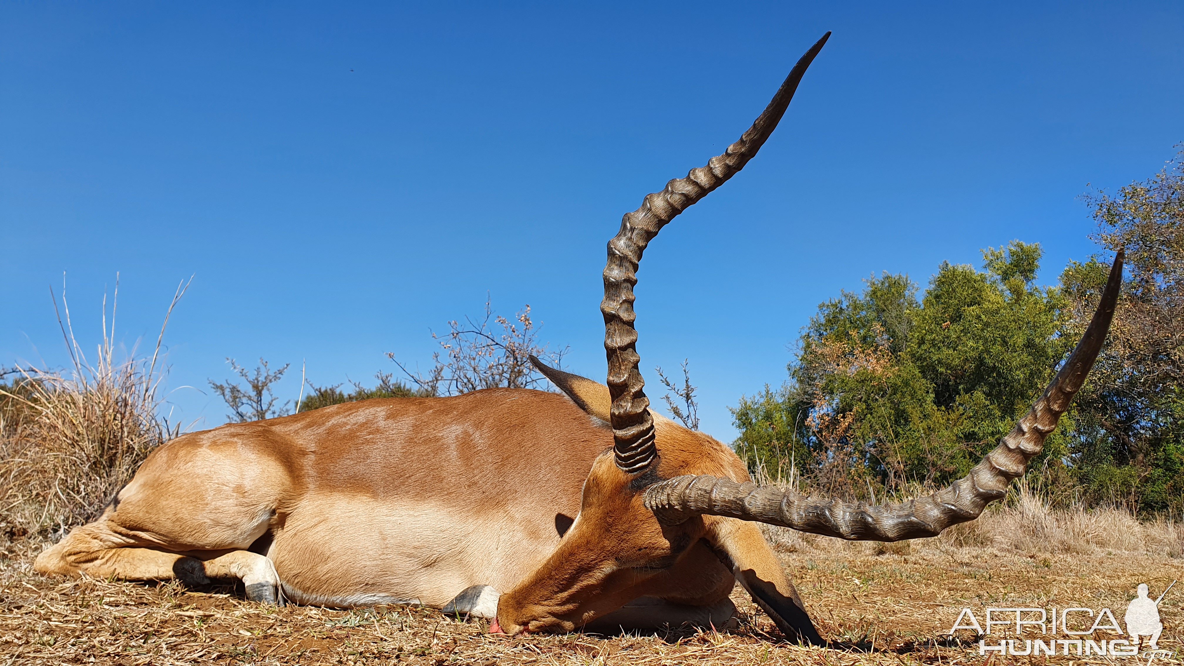 Impala Hunting South Africa