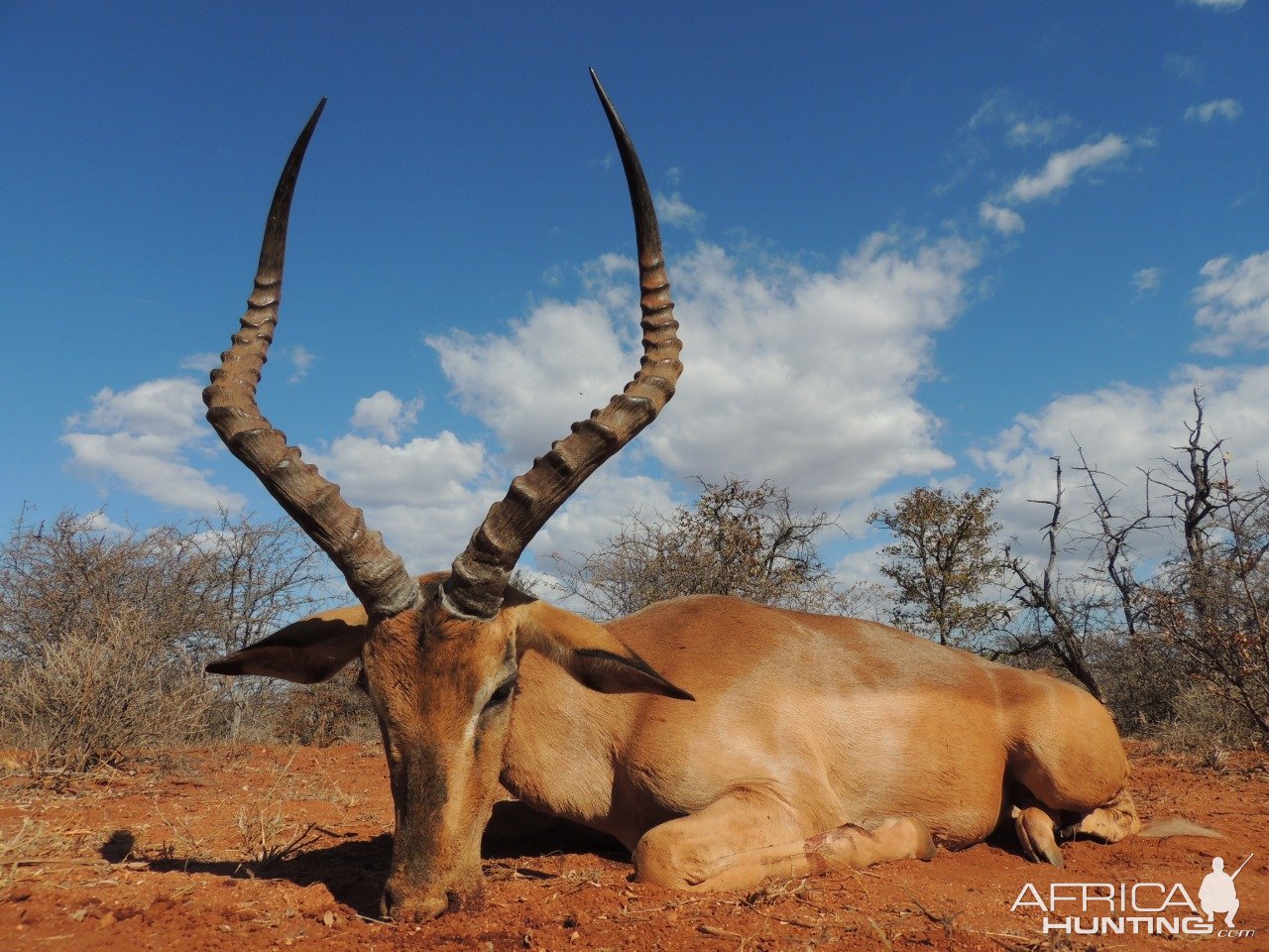 Impala Hunting South Africa