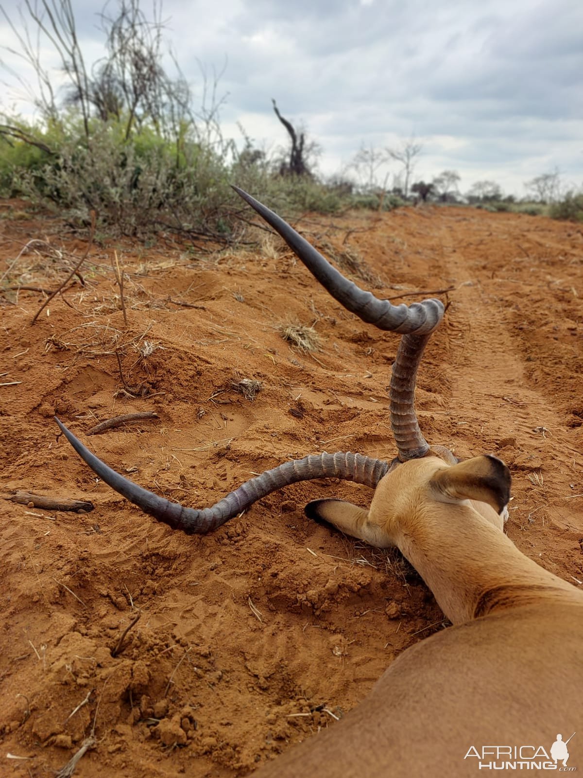 Impala Hunting South Africa