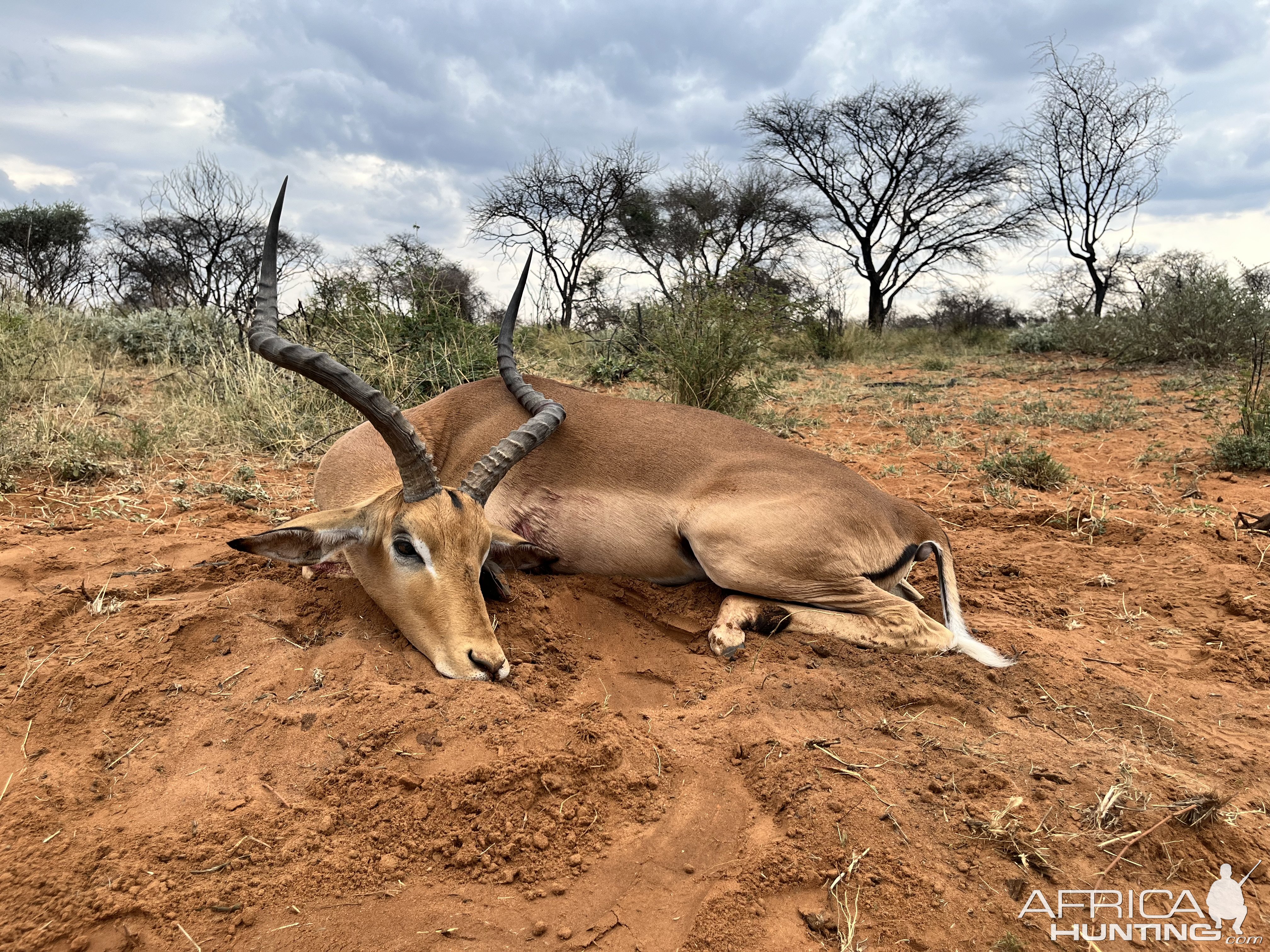 Impala Hunting South Africa