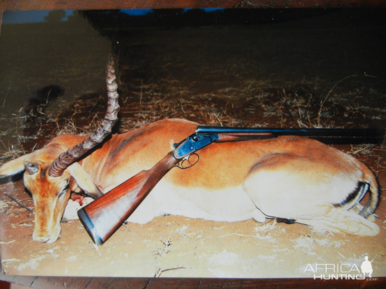 Impala Hunting South Africa