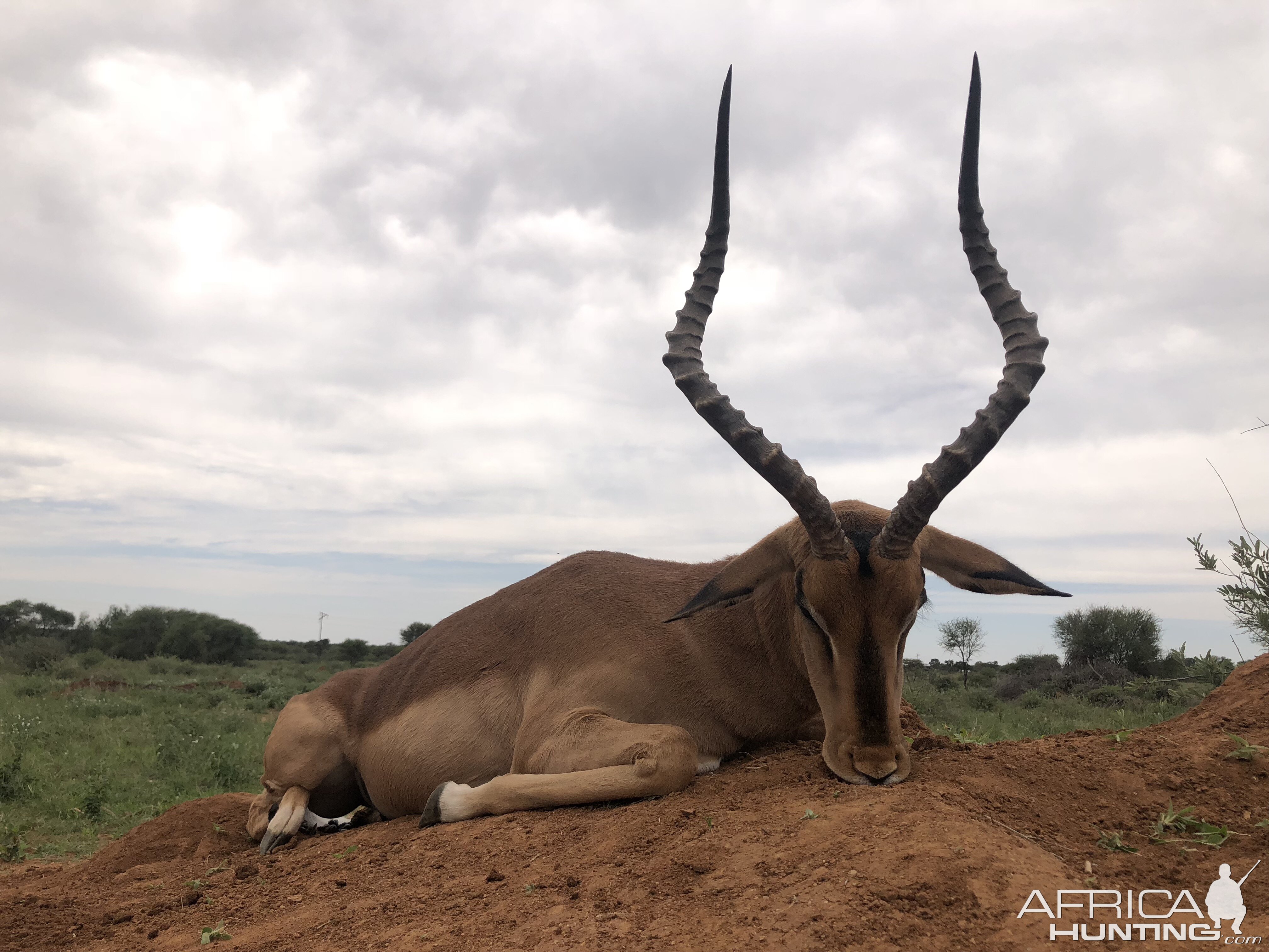 Impala Hunting South Africa