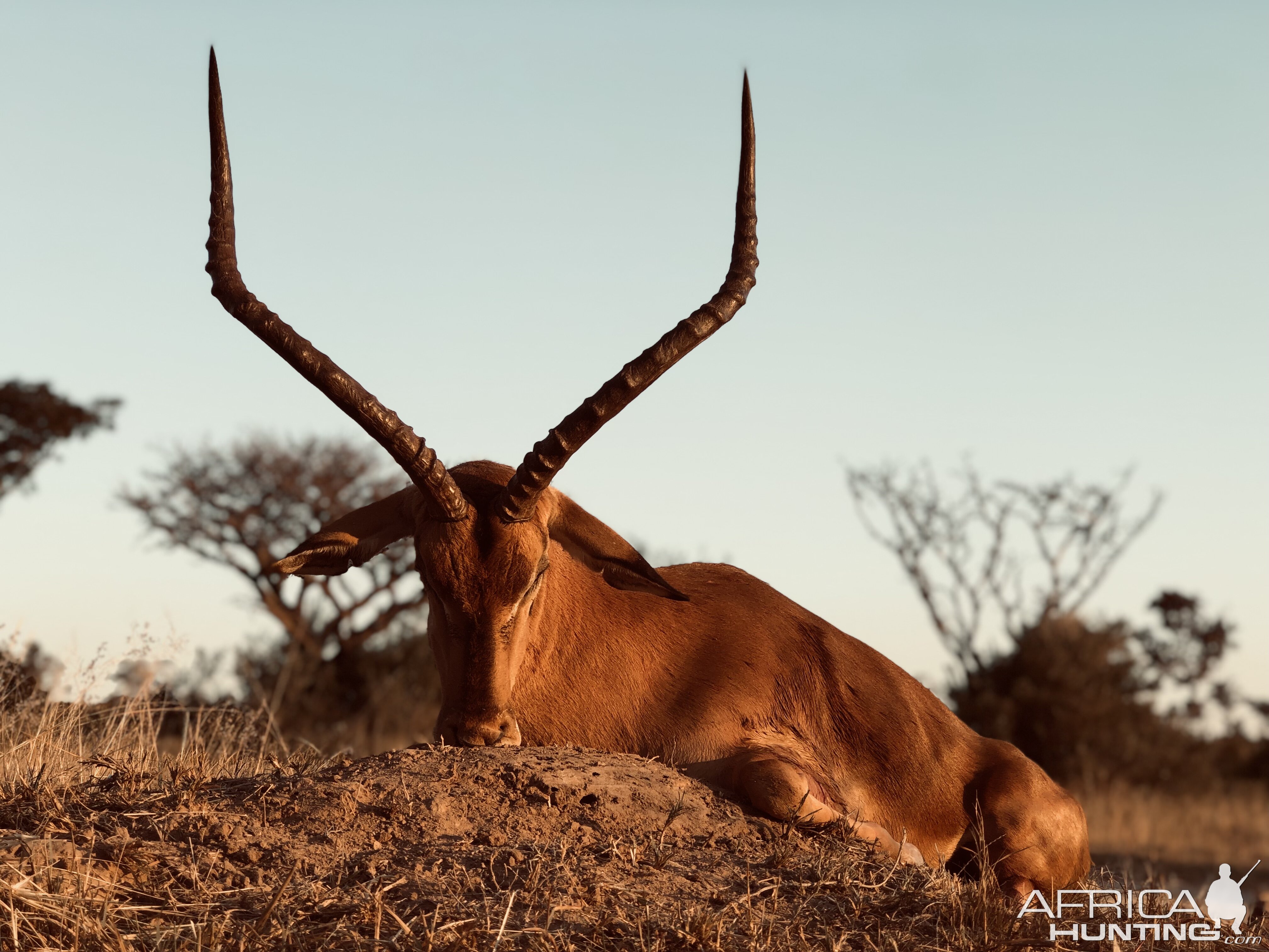 Impala Hunting South Africa