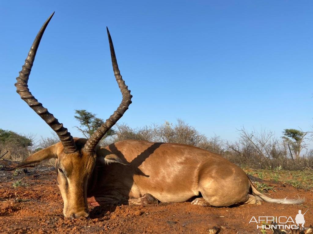 Impala Hunting