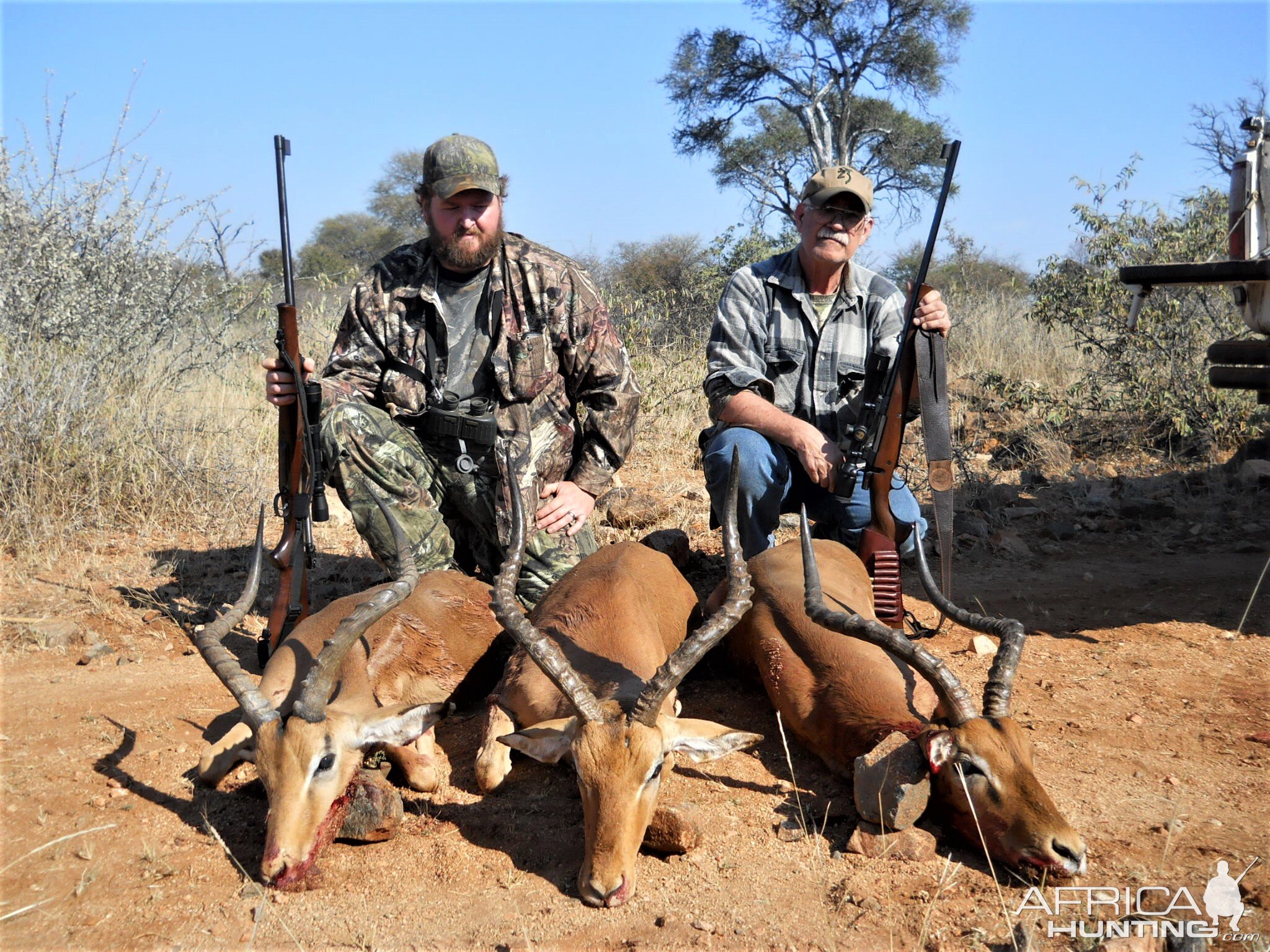 impala in botswana