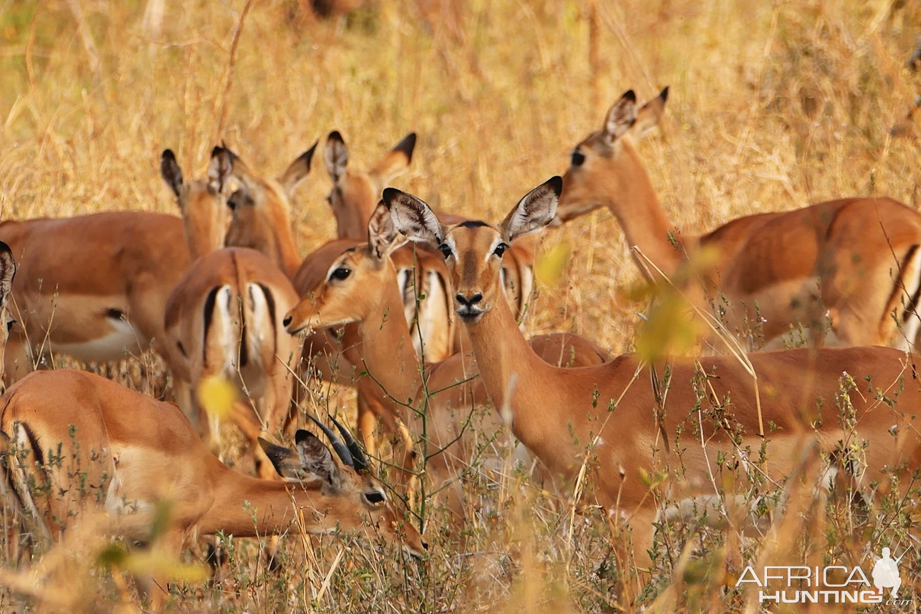 Impala in Zambia