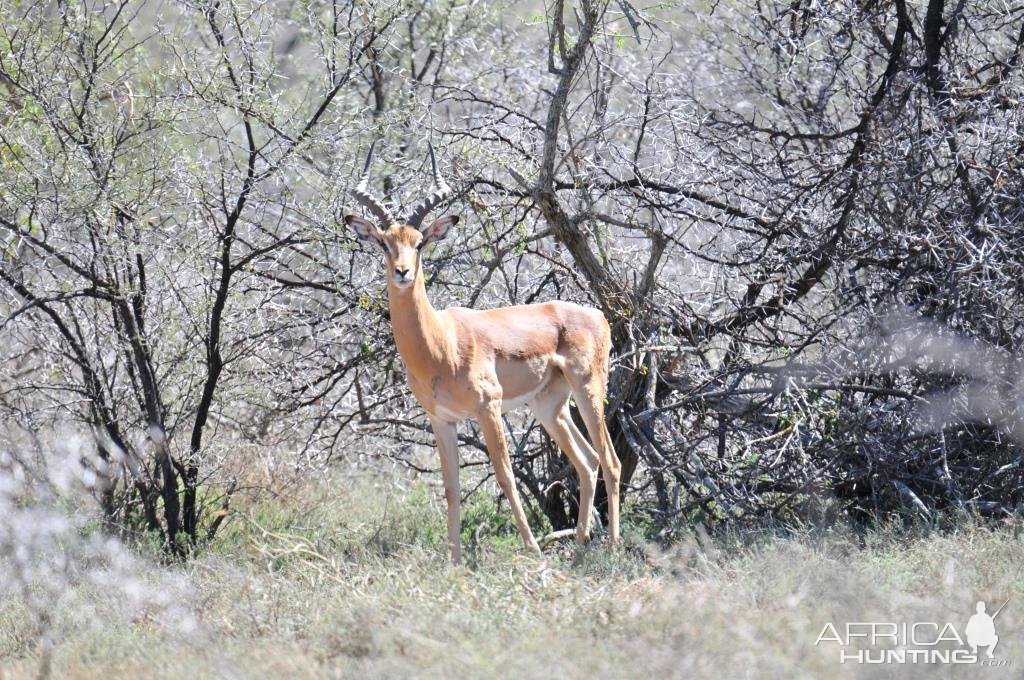 Impala Karoo South Africa