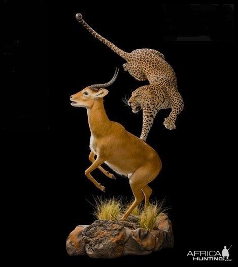 Impala & Leopard Pedestal Mount Taxidermy