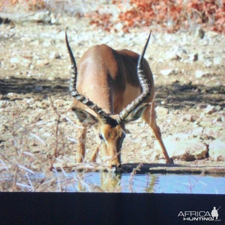 Impala Limpopo South Africa