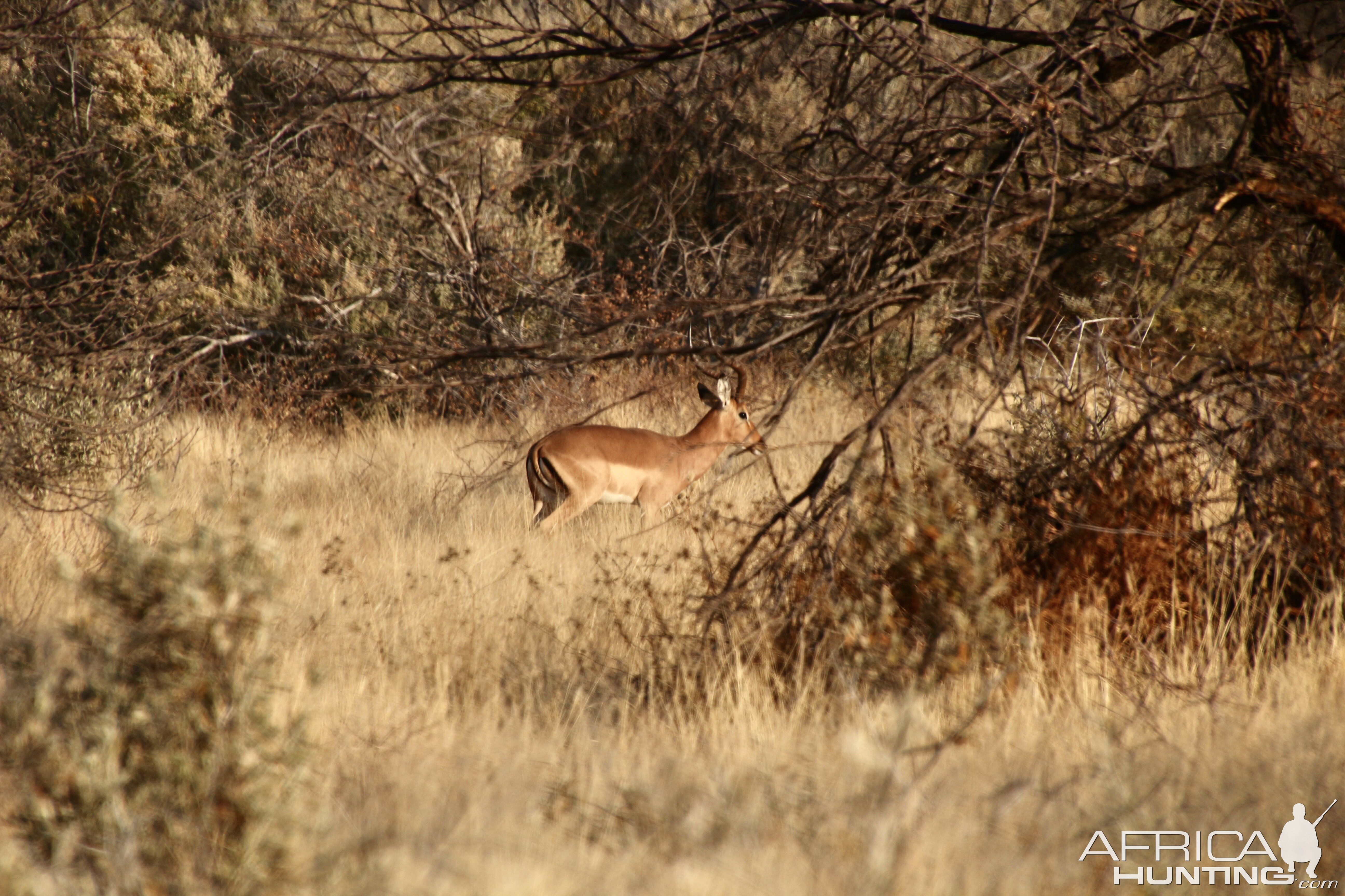 Impala moving about