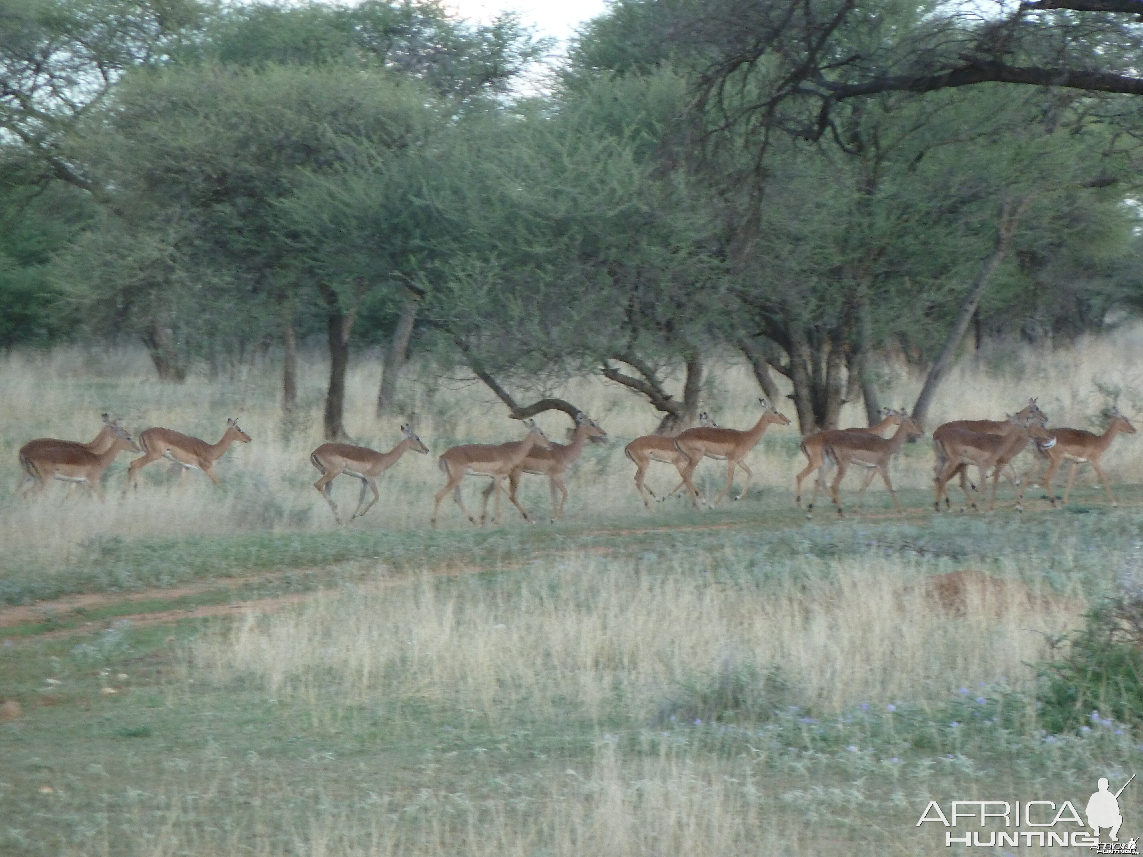 Impala Namibia