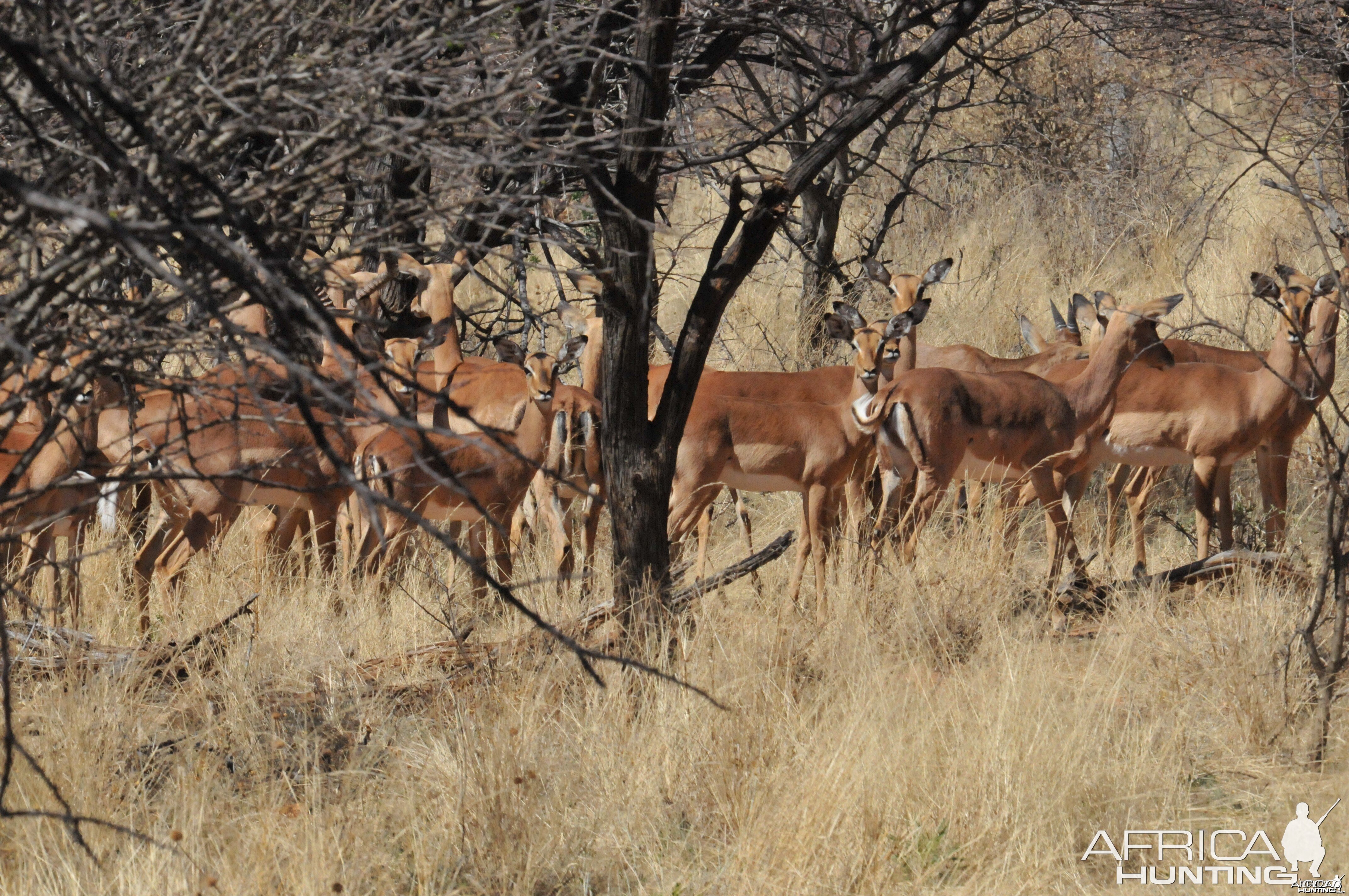 Impala Namibia