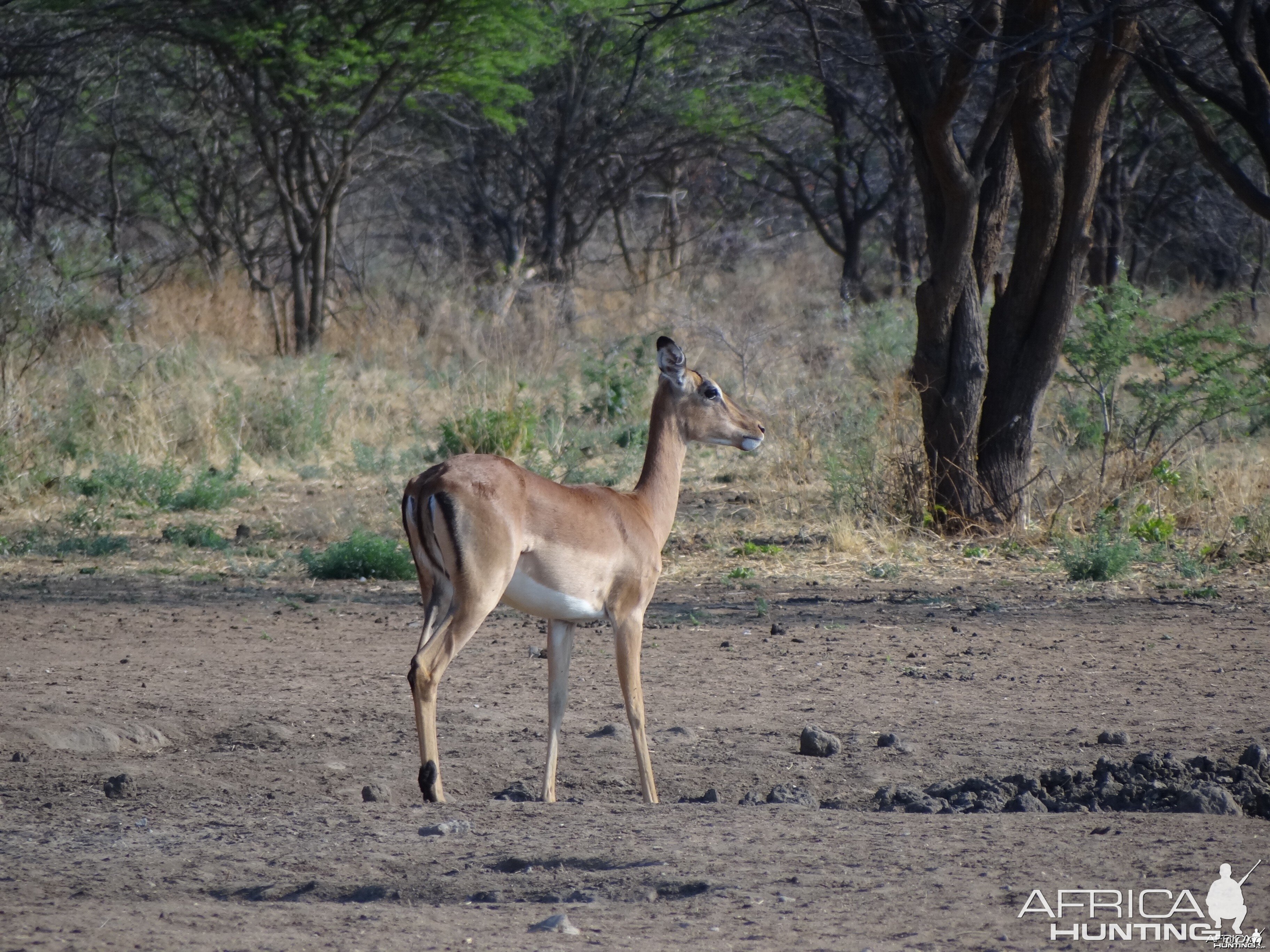 Impala Namibia