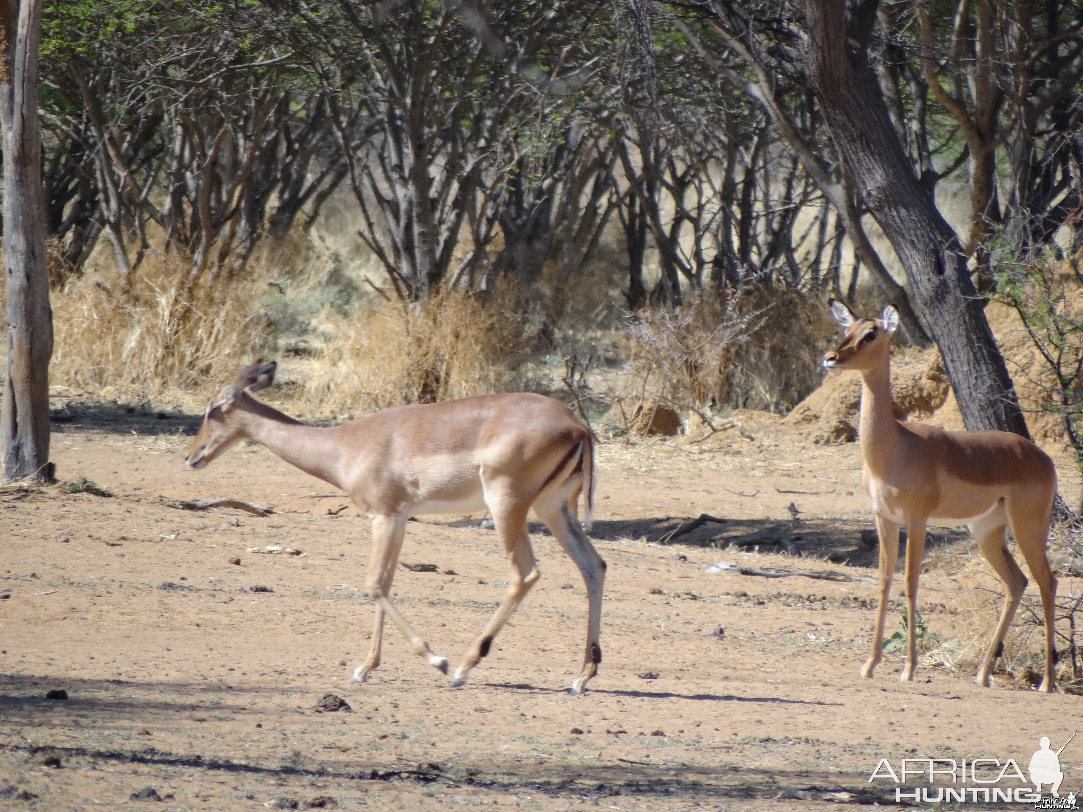 Impala Namibia