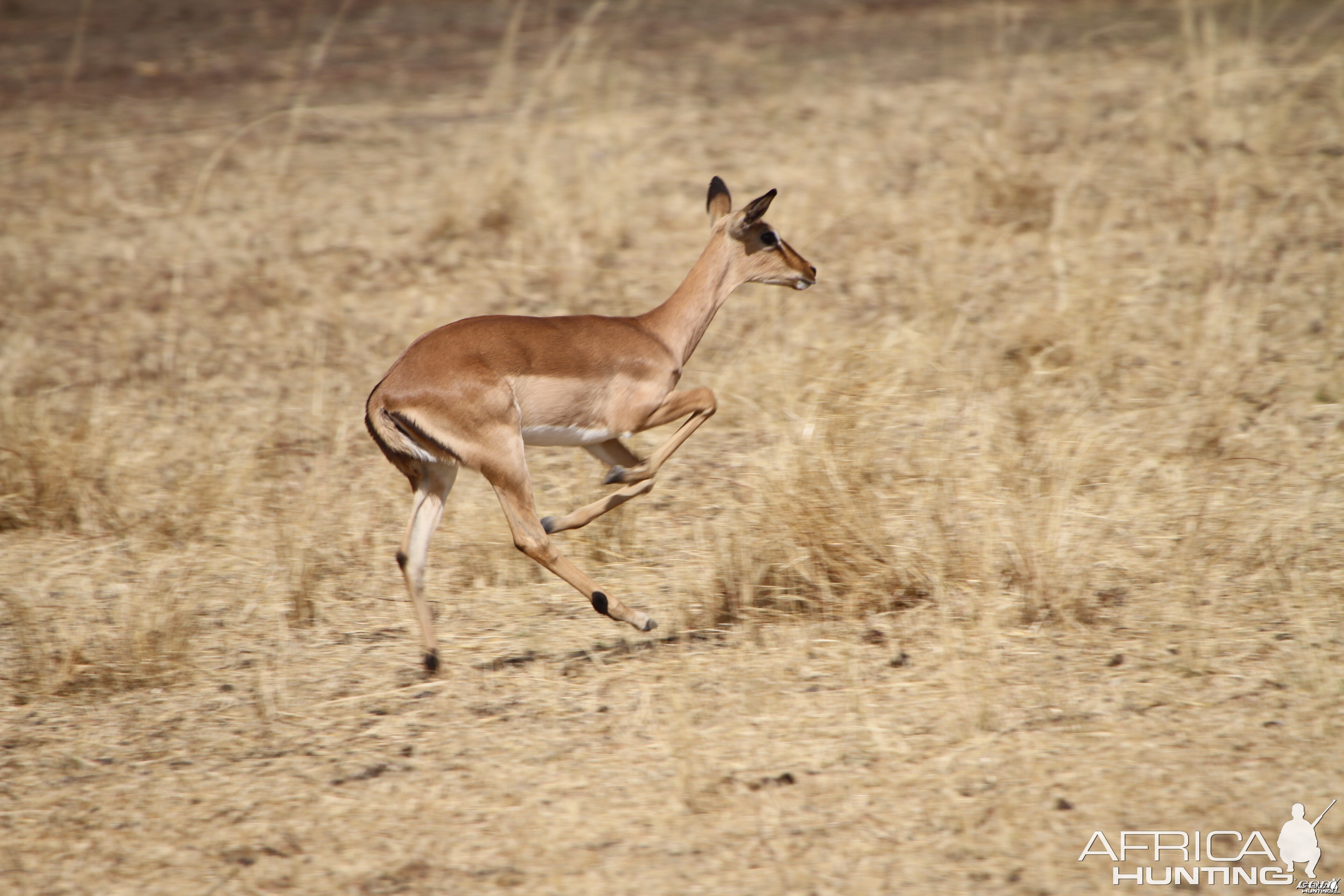 Impala Namibia