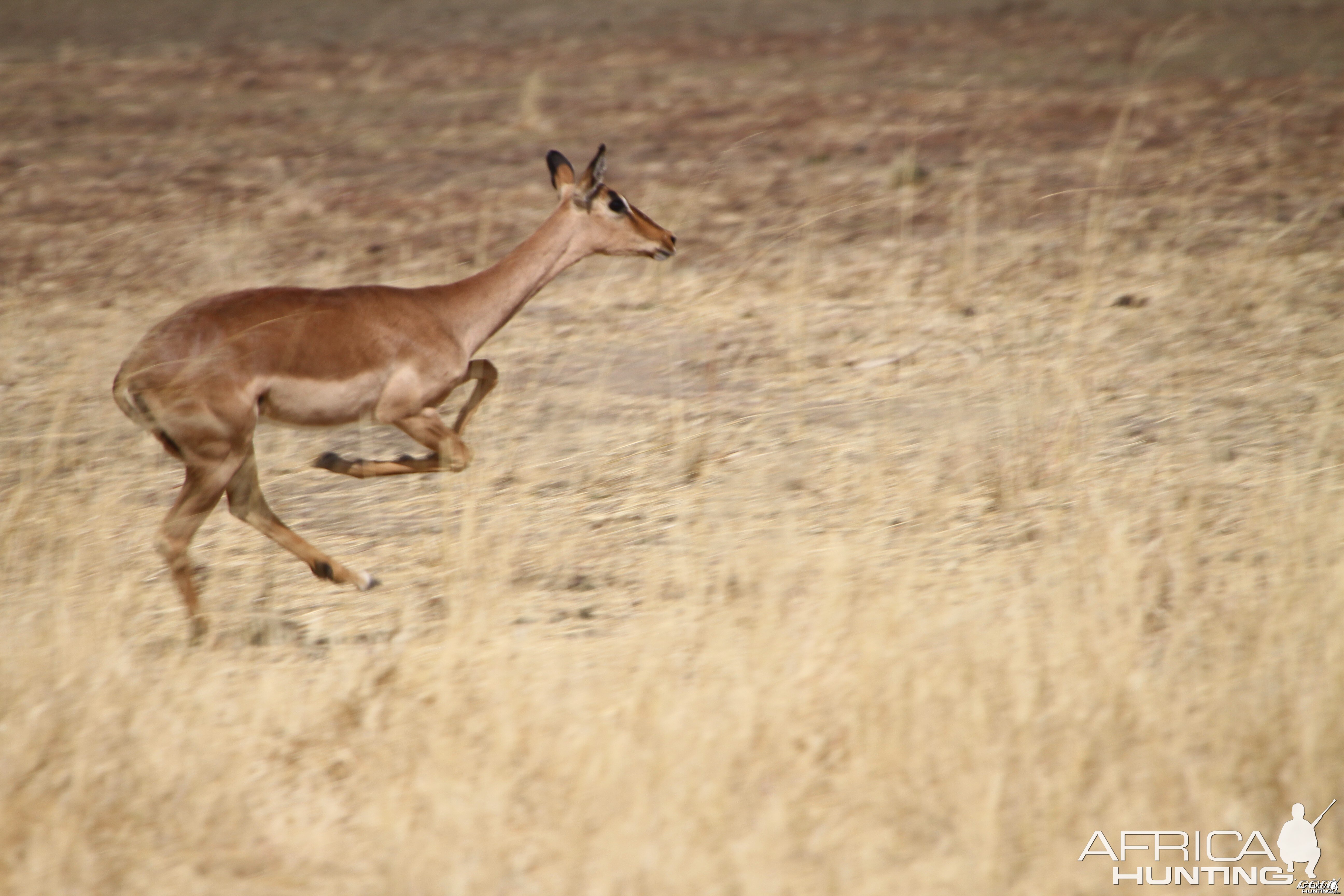 Impala Namibia