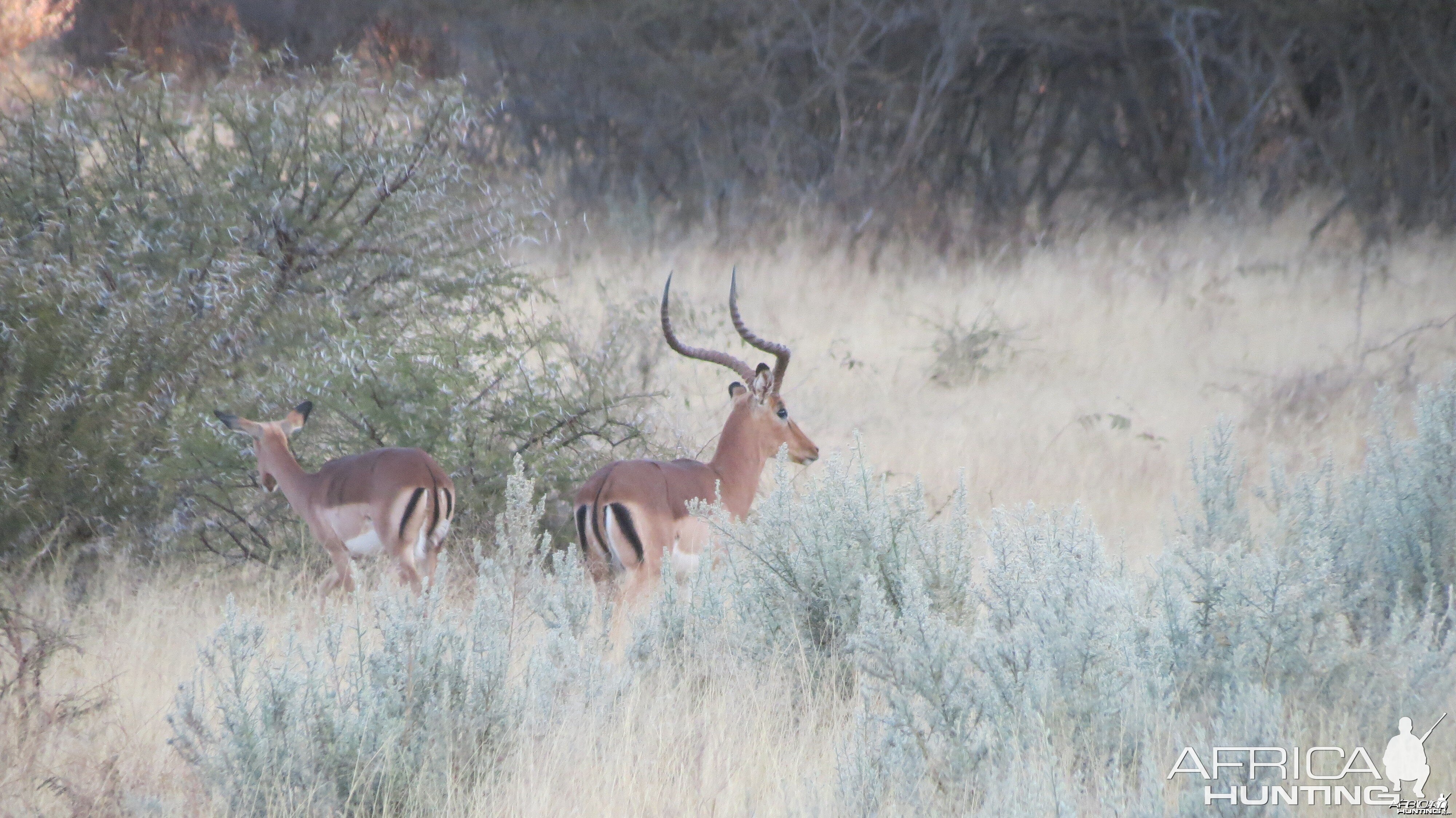 Impala Namibia