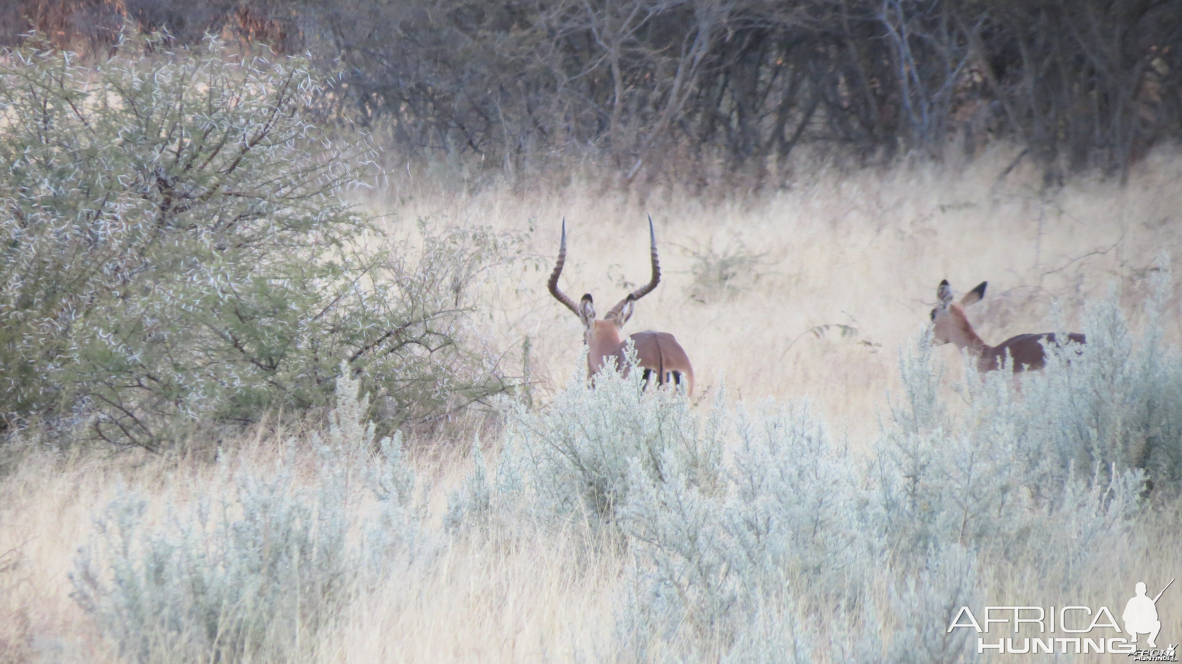 Impala Namibia