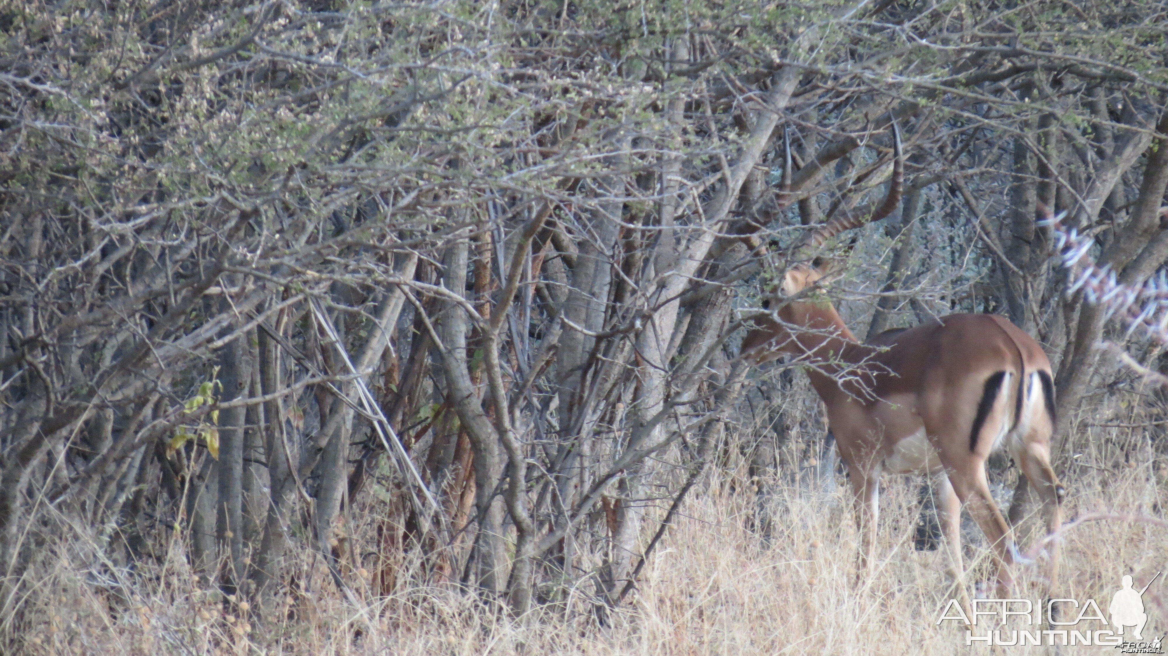 Impala Namibia