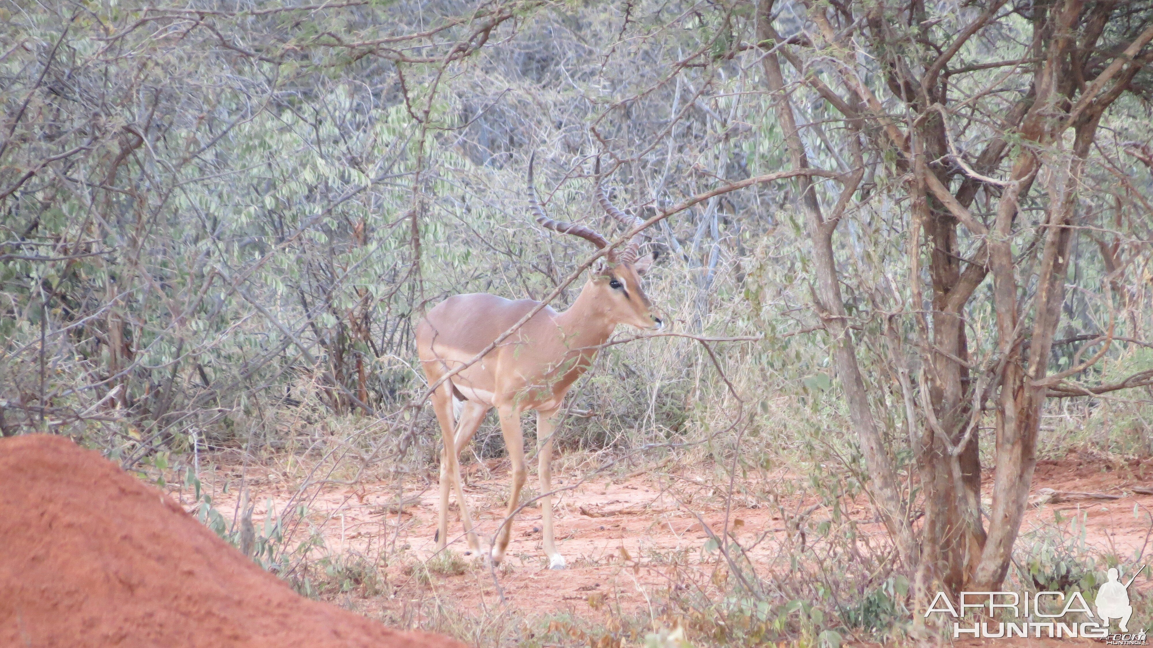 Impala Namibia