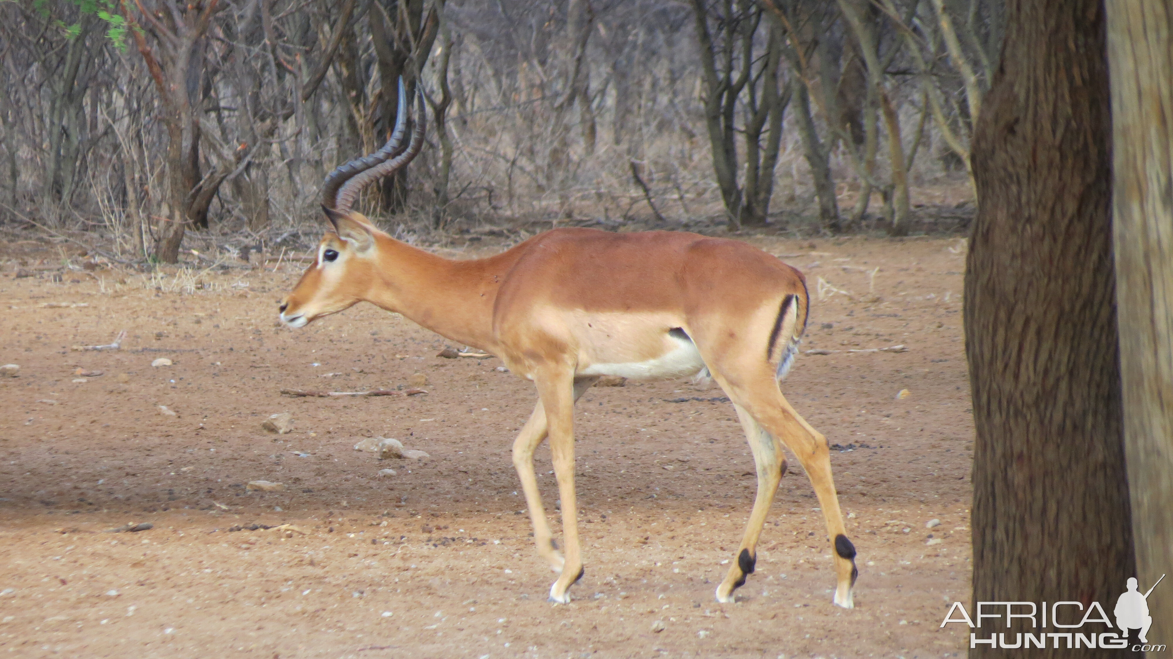 Impala Namibia